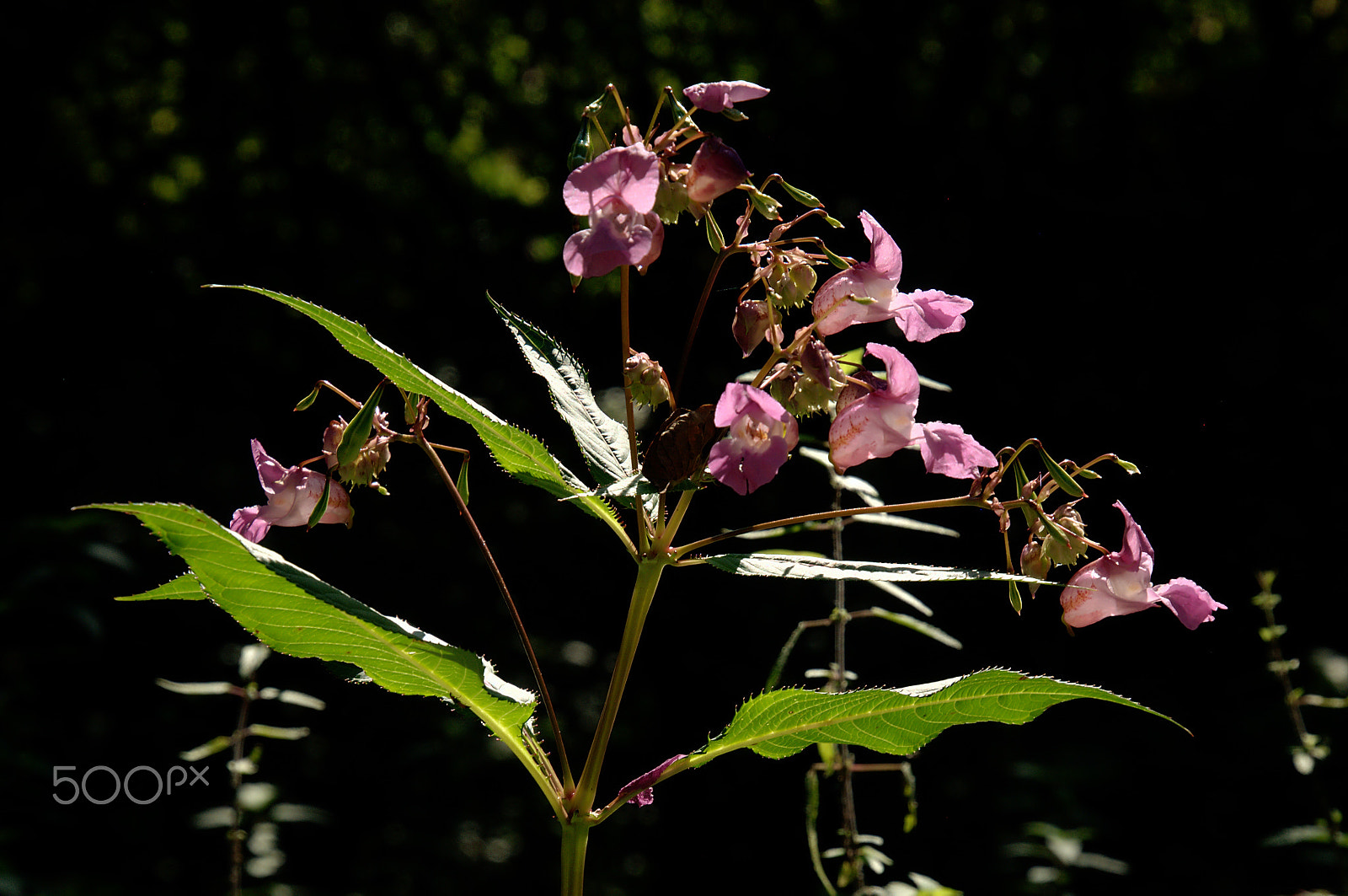 Nikon D300 sample photo. Himalayan balsam photography