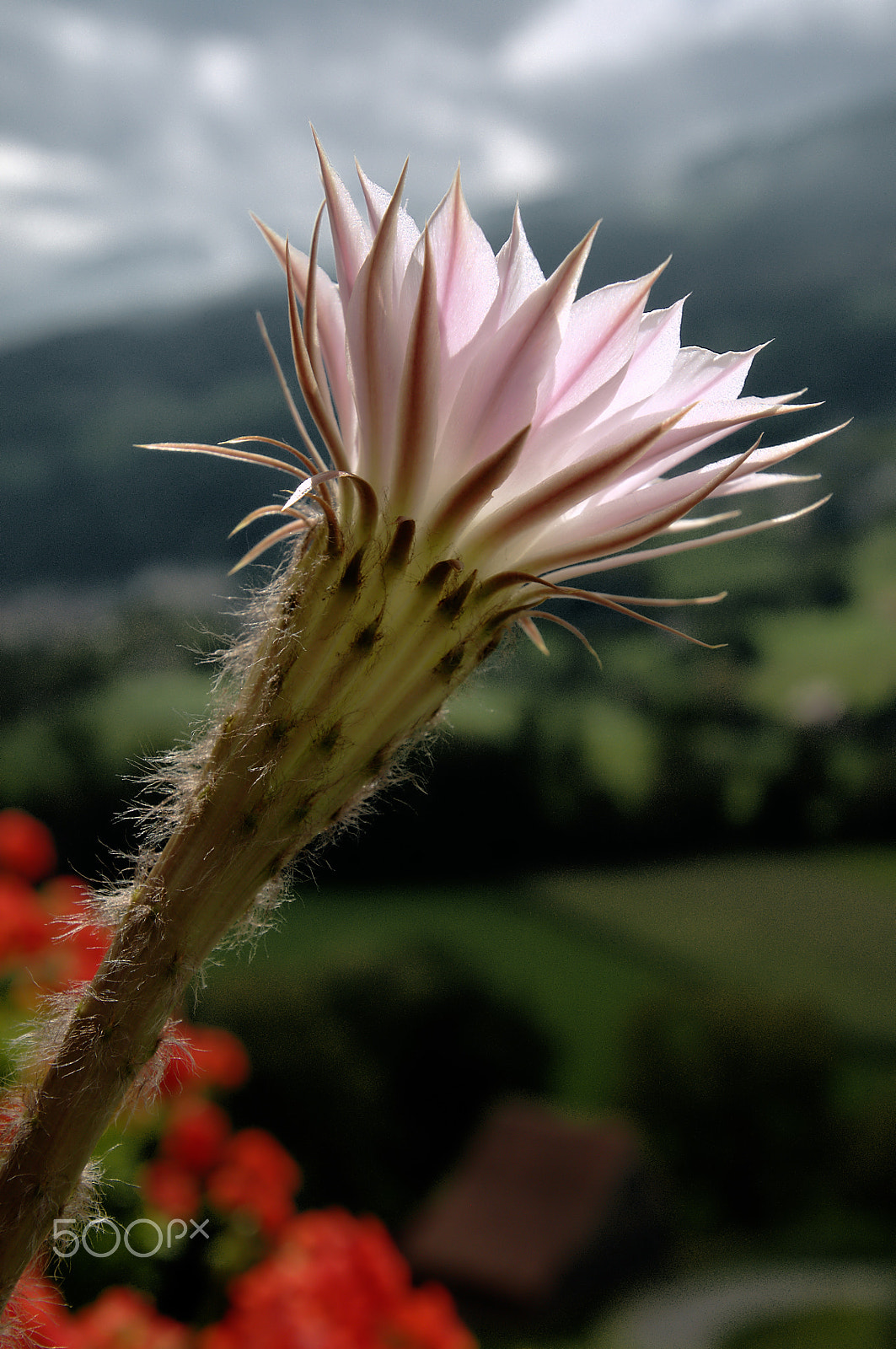 Nikon D300 sample photo. Cacti of graepplang photography