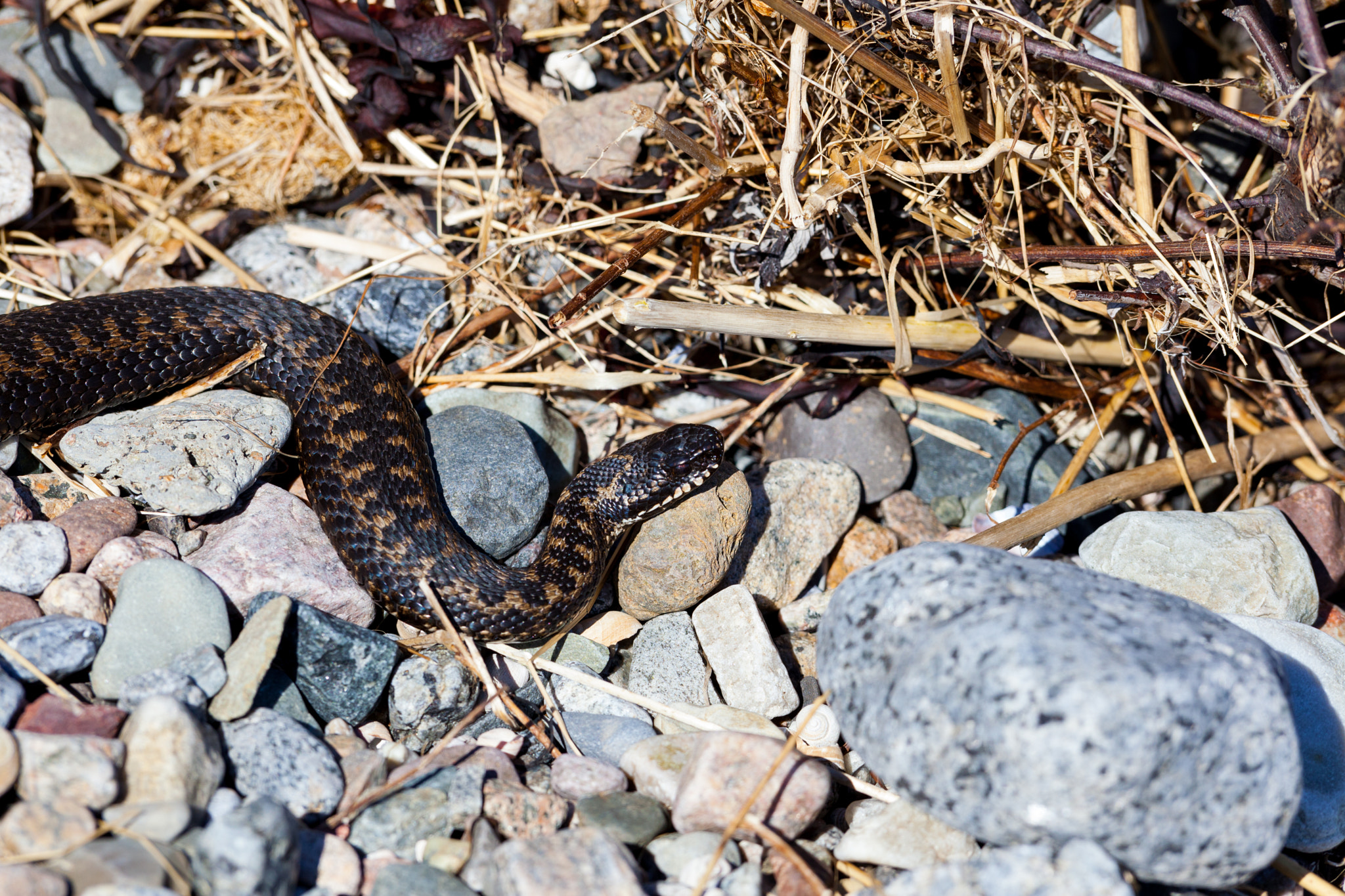 Canon EF 300mm F2.8L IS USM sample photo. Vipera berus photography