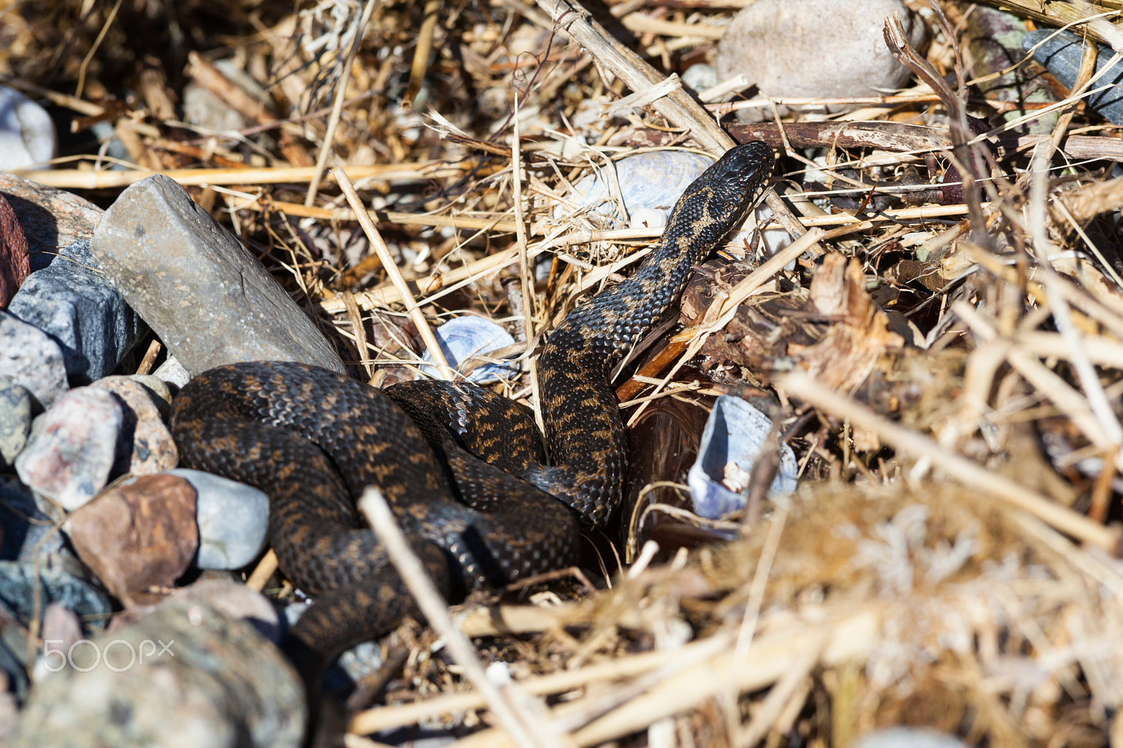 Canon EF 300mm F2.8L IS USM sample photo. Vipera berus photography