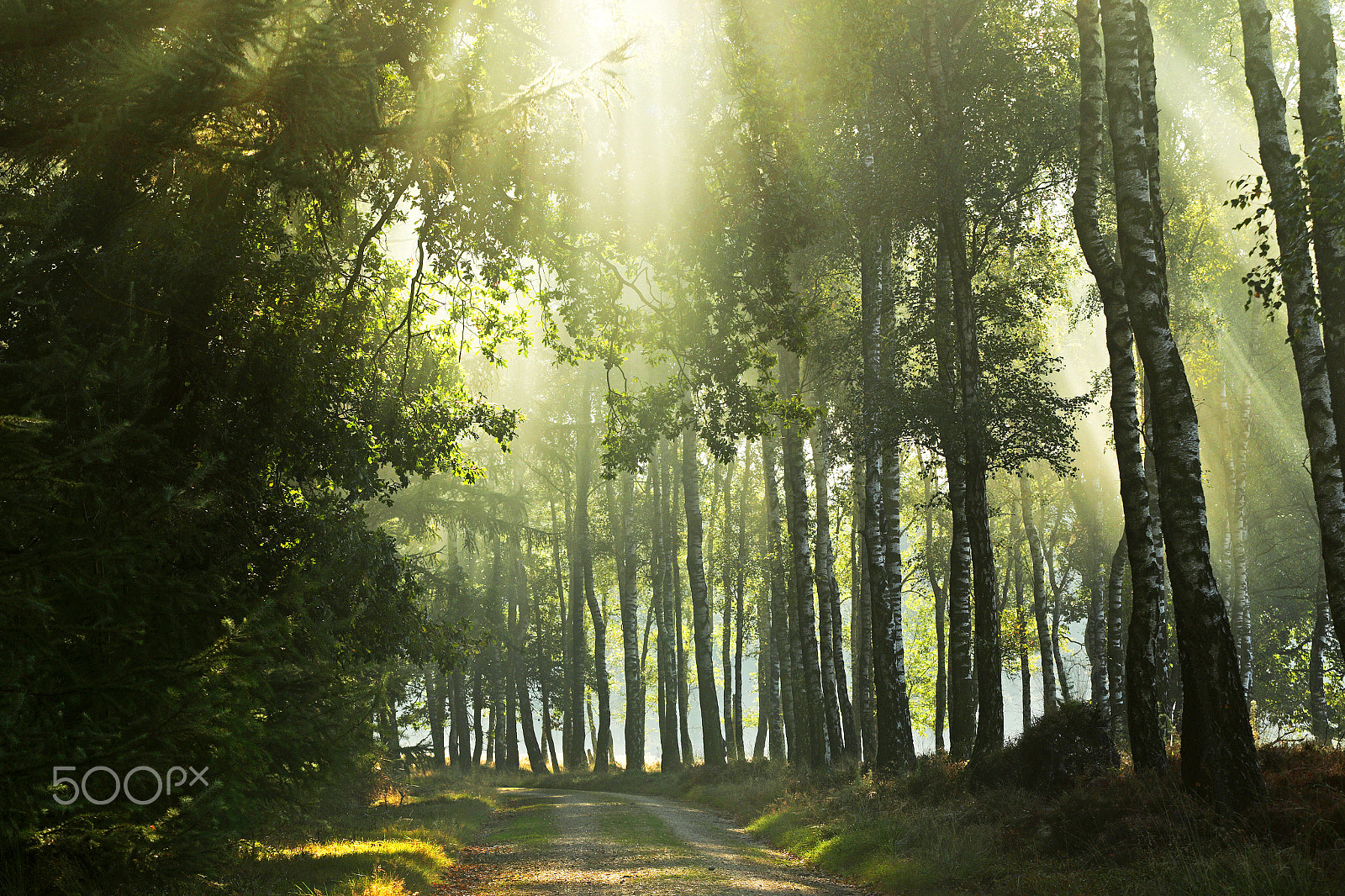 Canon EF 70-200mm F2.8L USM sample photo. The power of nature photography