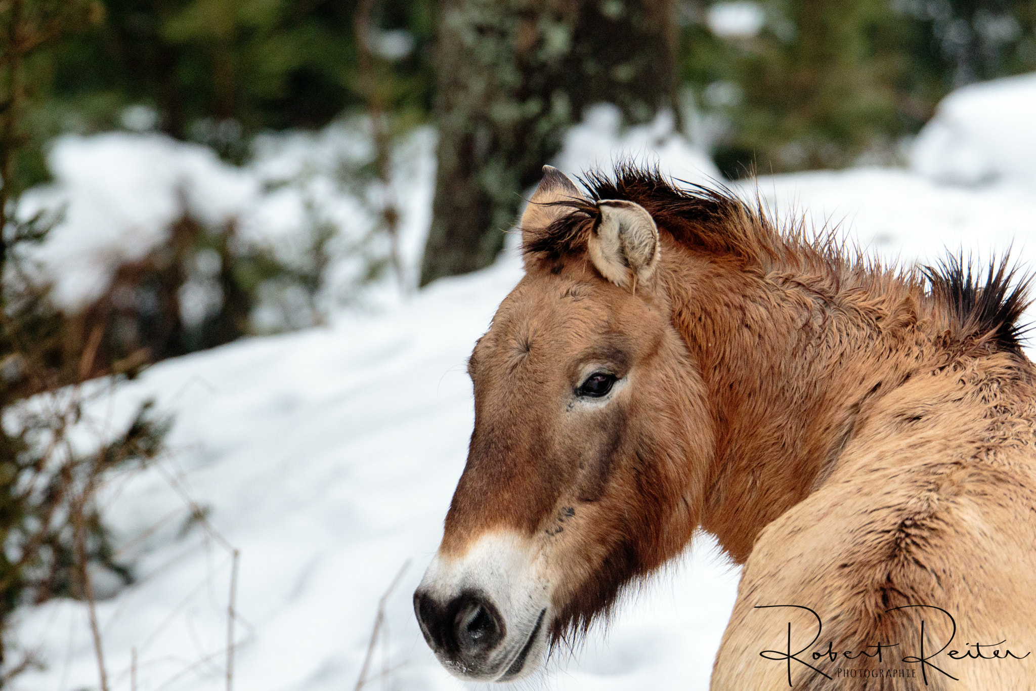 150-600mm F5-6.3 DG OS HSM | Sports 014 sample photo. Wild horse photography