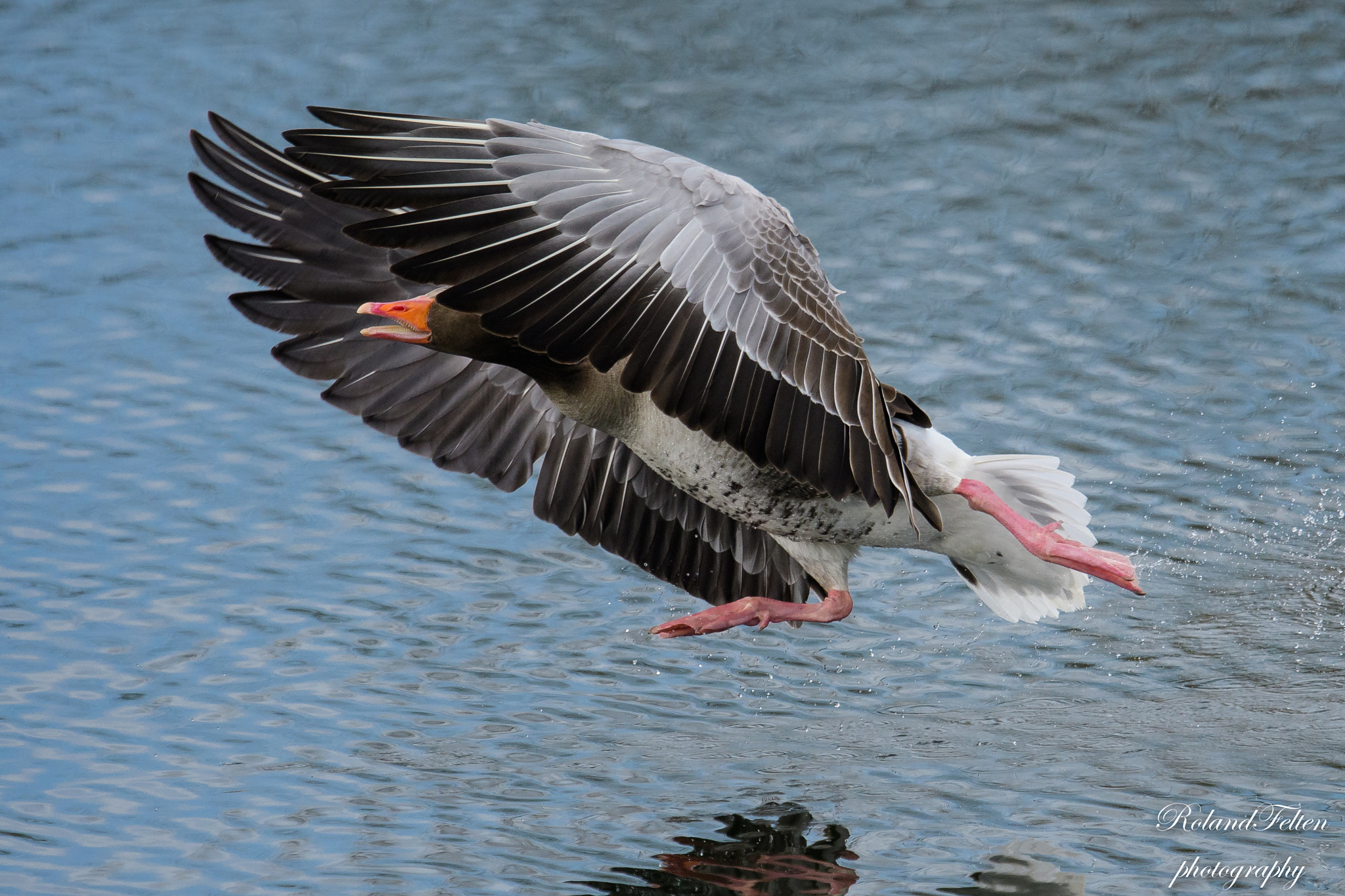 Nikon D500 sample photo. Running on the water photography