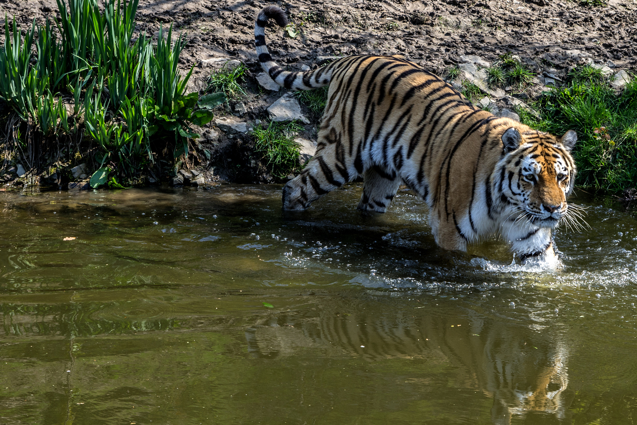 Pentax K-5 sample photo. Tiger photography
