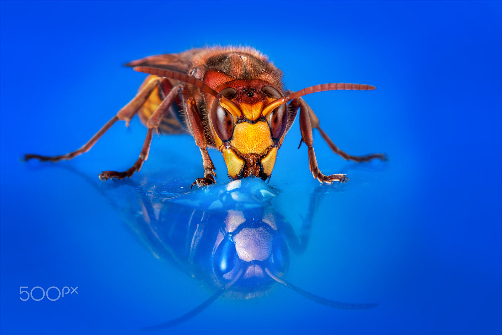 Nikon AF-S Micro-Nikkor 105mm F2.8G IF-ED VR sample photo. Blue hornet photography