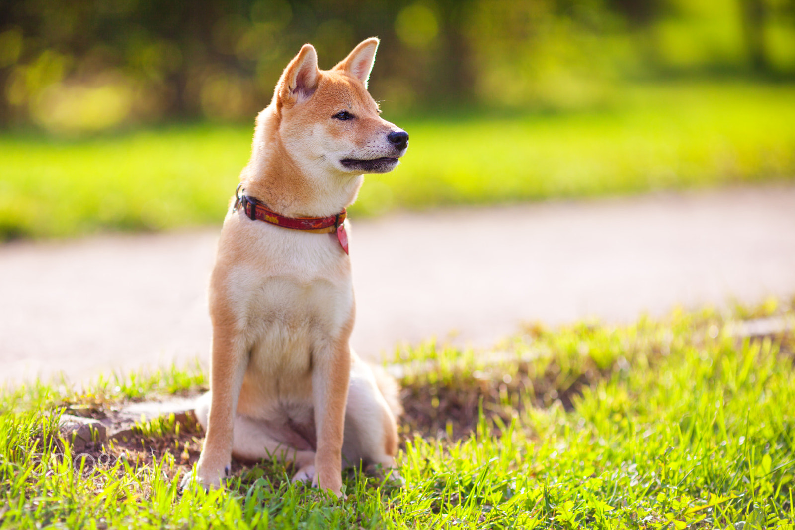 Canon EF 135mm F2L USM sample photo. A young shiba inu sits in the park photography