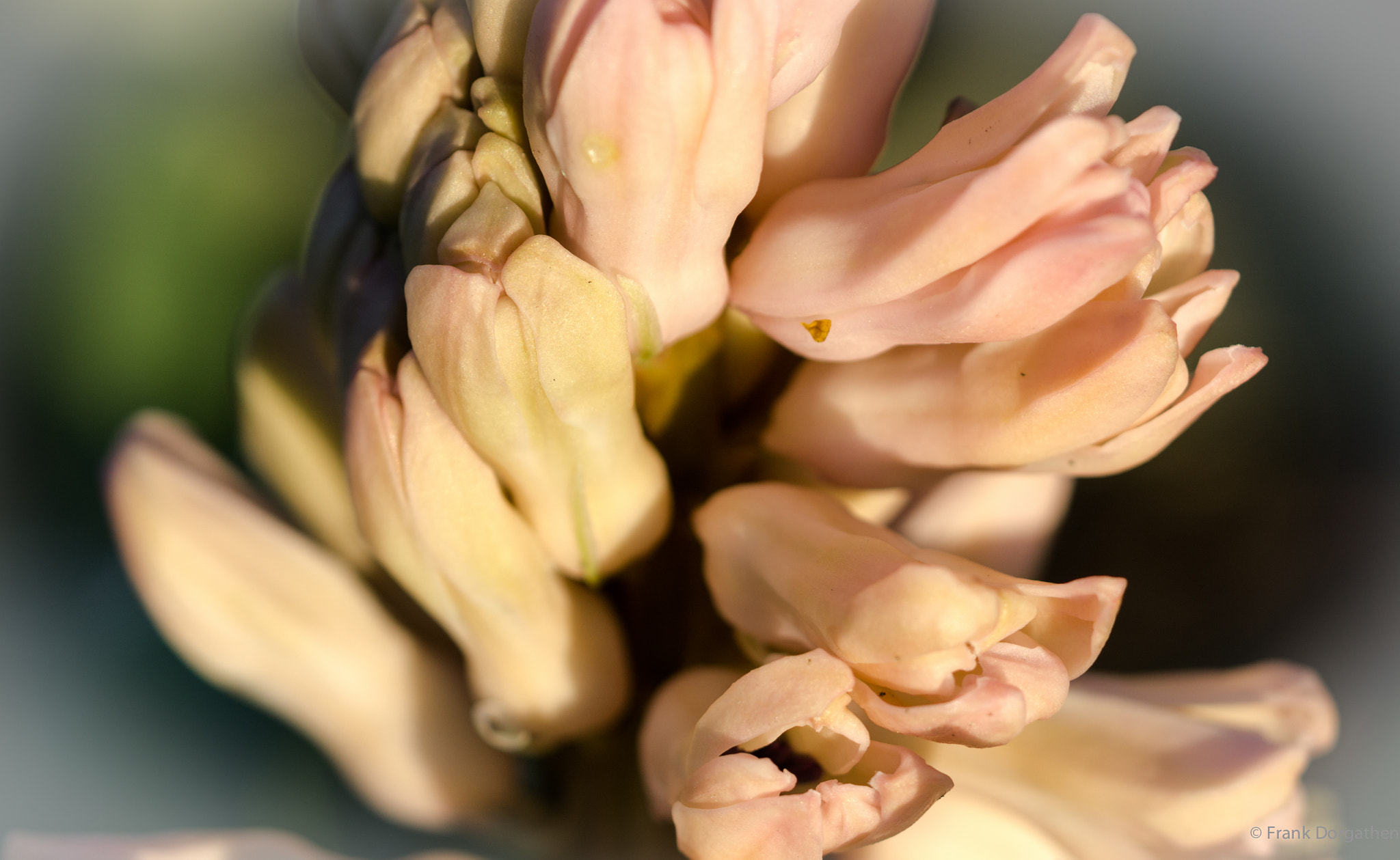 Sony a6000 + Sony FE 90mm F2.8 Macro G OSS sample photo. Flowerish photography