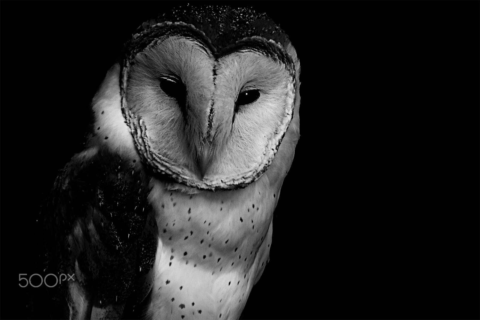 Nikon D90 sample photo. Coruja -competing owl photography
