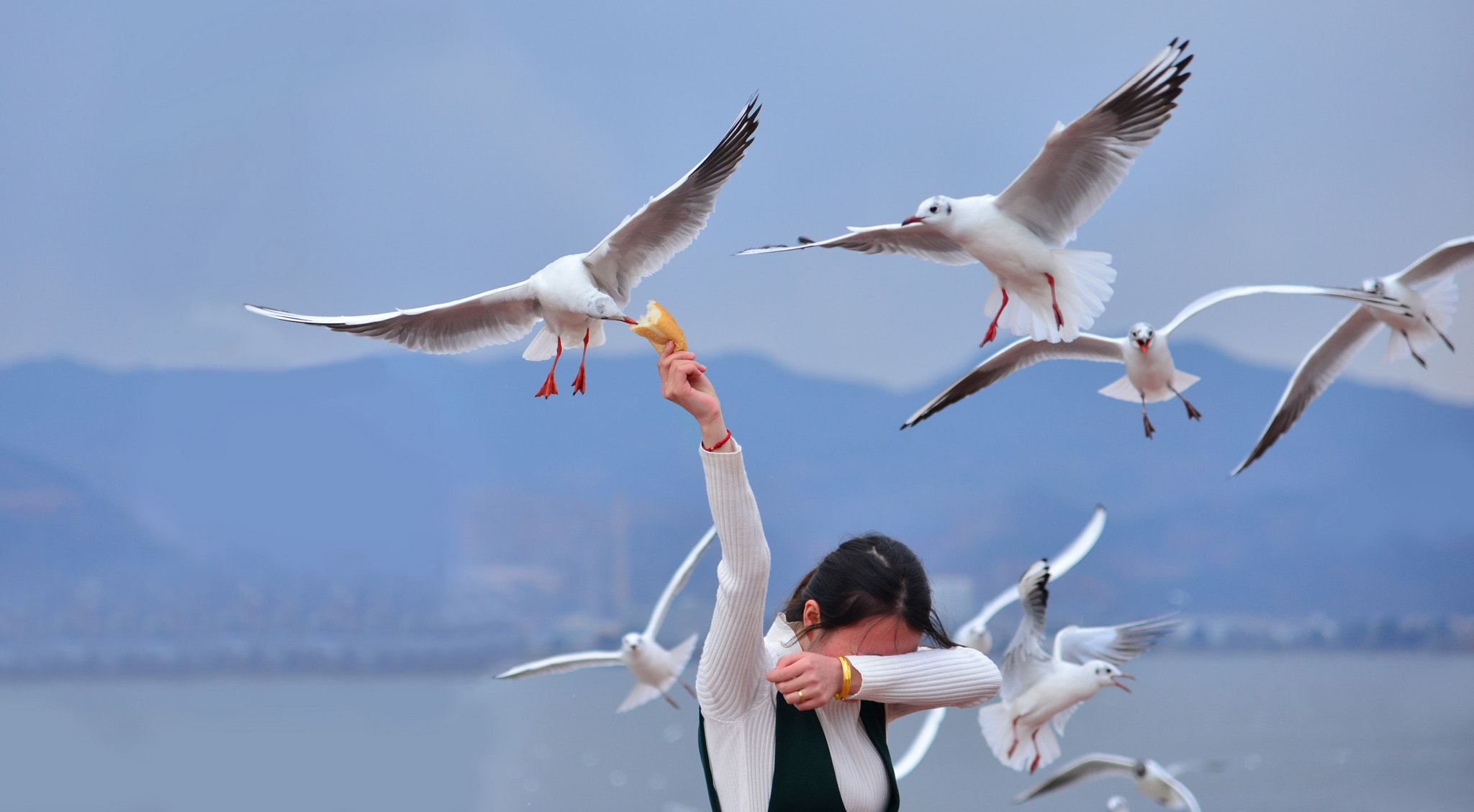 Nikon D800 sample photo. 昆明海鸥 photography