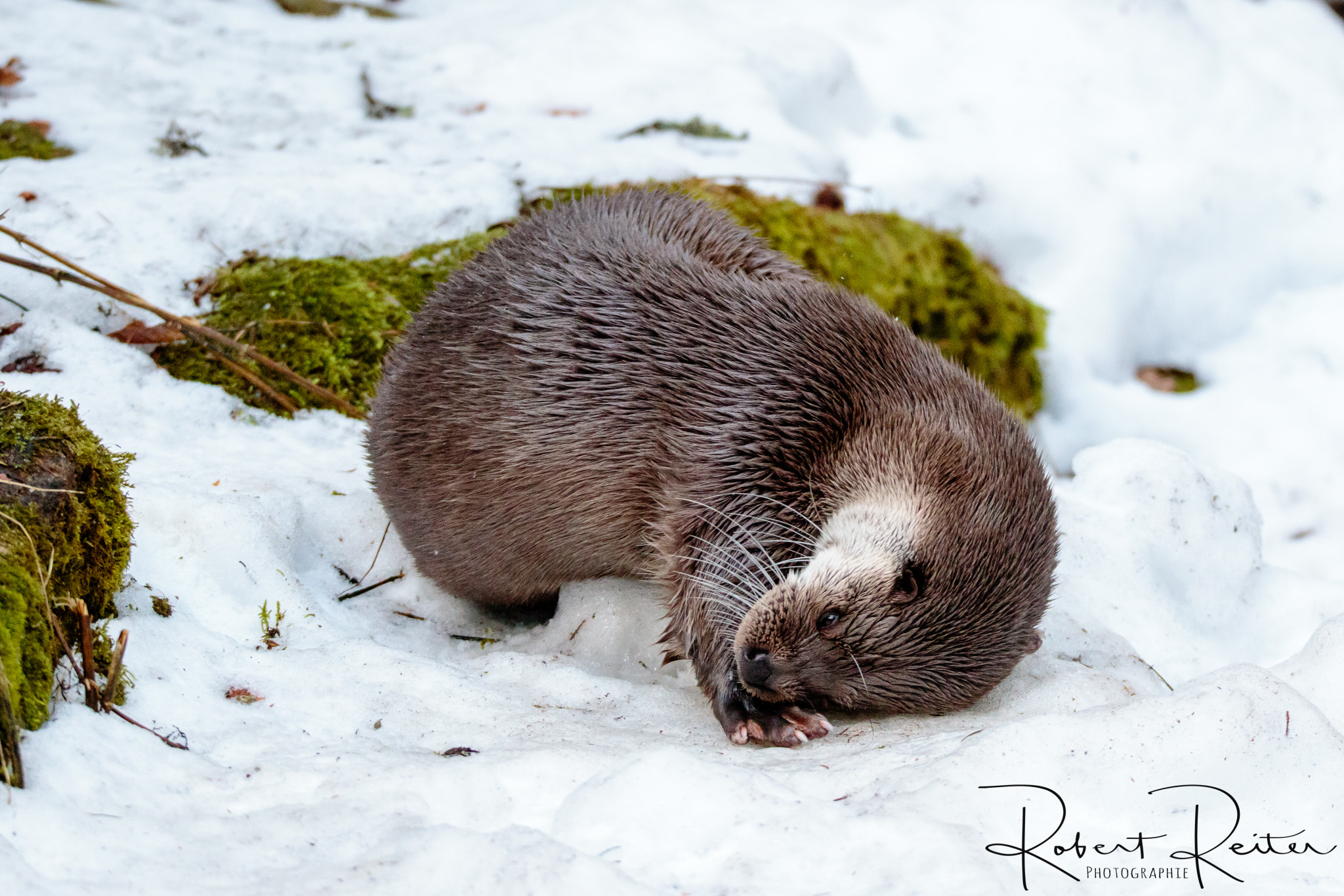 150-600mm F5-6.3 DG OS HSM | Sports 014 sample photo. Otter photography