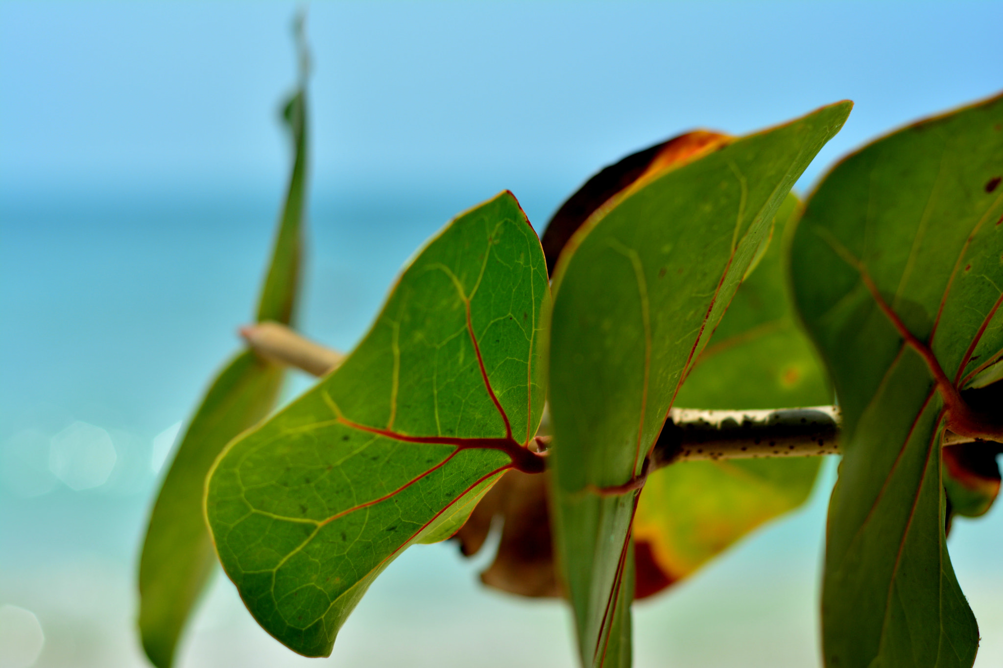 Nikon D5200 sample photo. Isla mucura photography