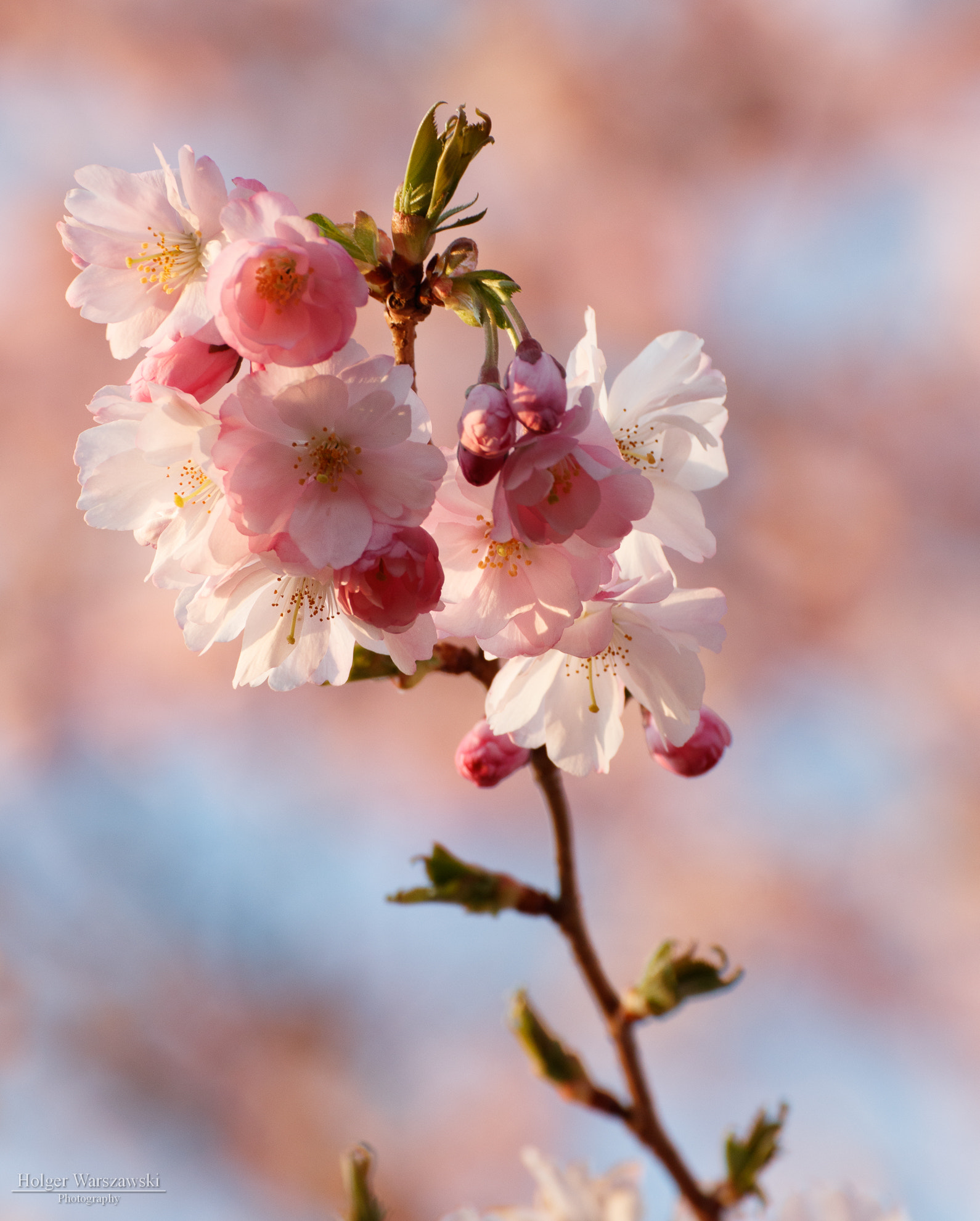 Canon EOS 80D sample photo. Cherry blossoms photography