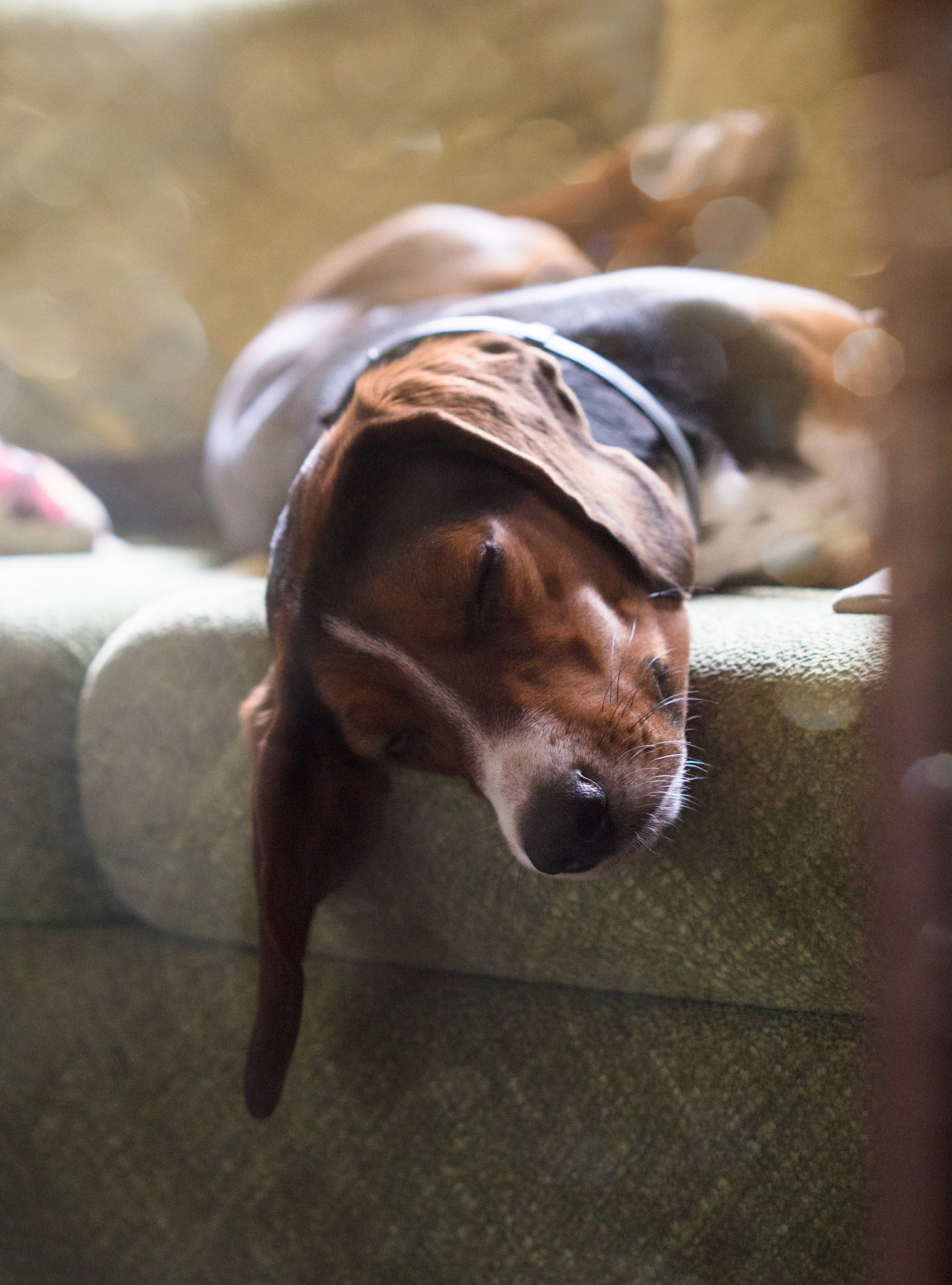 Canon EF 100mm F2.8 Macro USM sample photo. Doggy photography