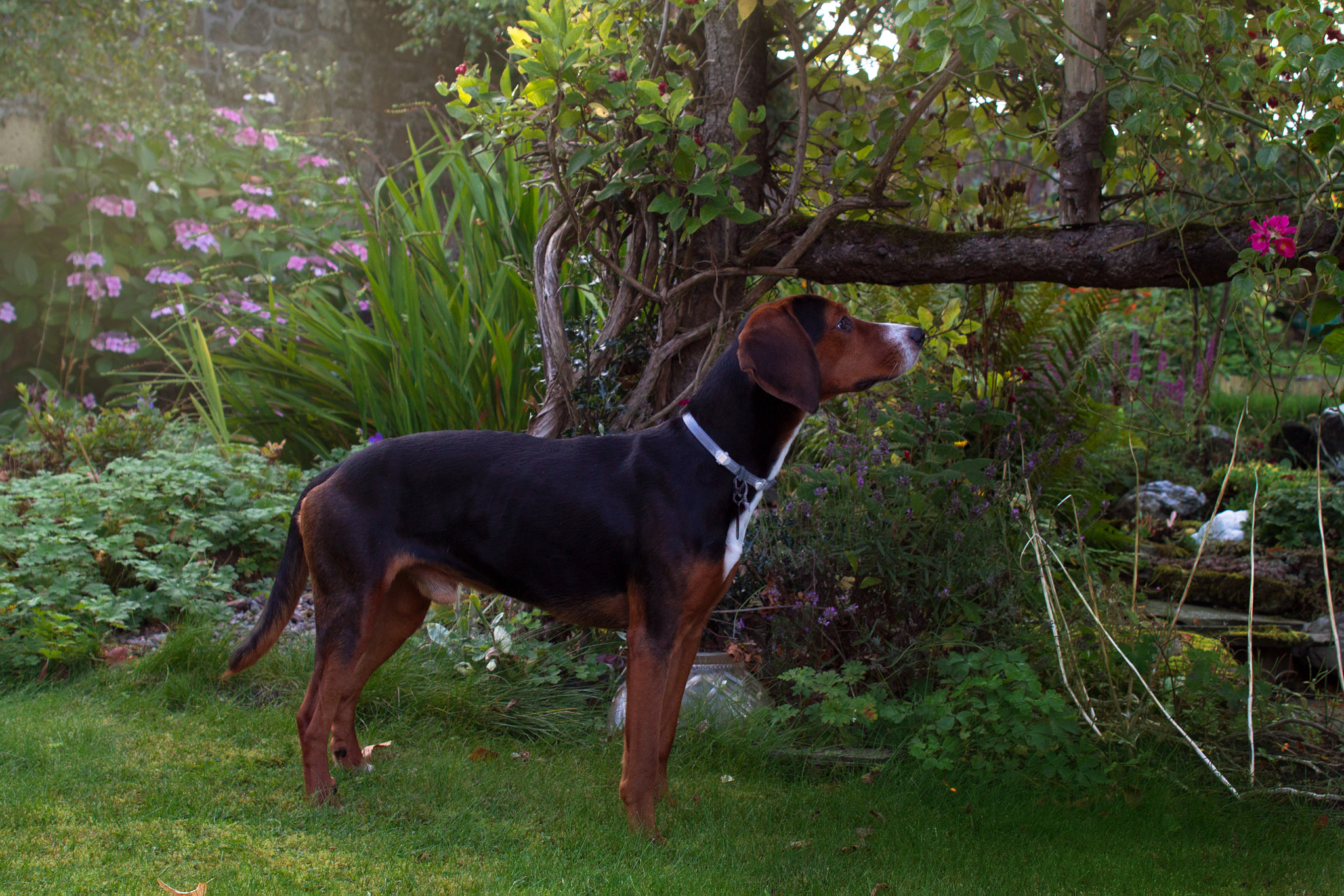 Canon EF 28-105mm f/3.5-4.5 USM sample photo. Doggy and flower photography