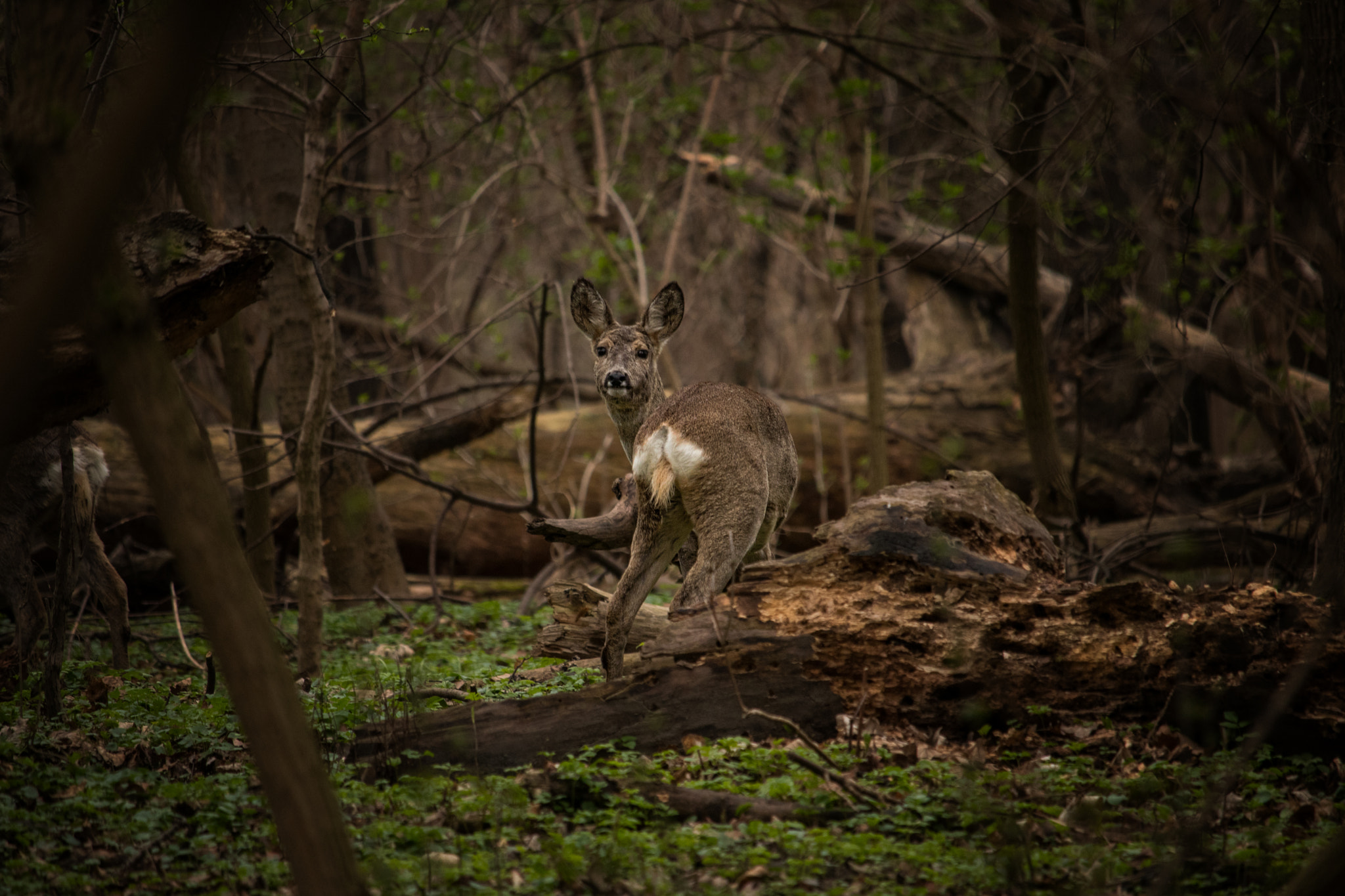 Canon EF-S 55-250mm F4-5.6 IS STM sample photo. Deer photography