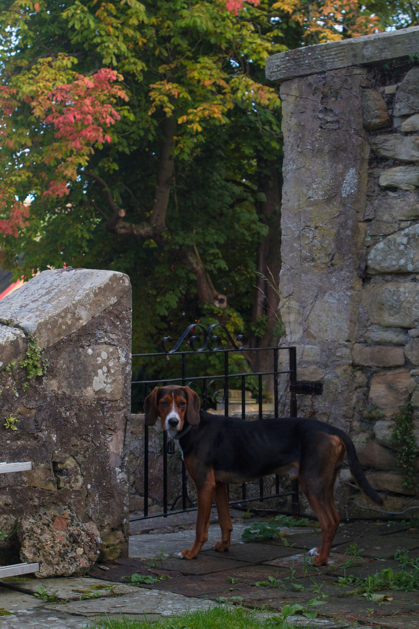 Canon EF 28-105mm f/3.5-4.5 USM sample photo. Doggy photography
