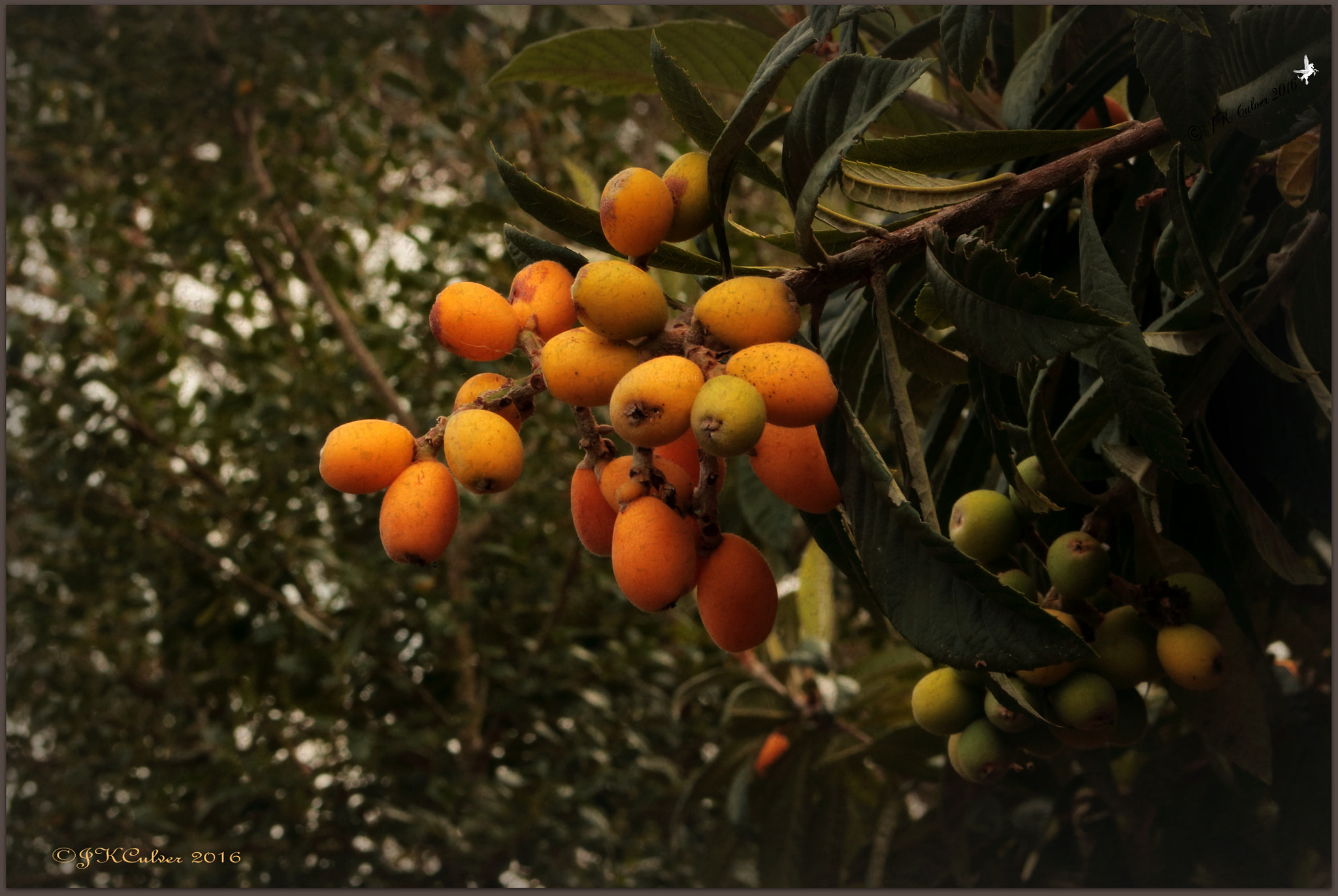 Canon EOS 700D (EOS Rebel T5i / EOS Kiss X7i) sample photo. Spring loquat photography