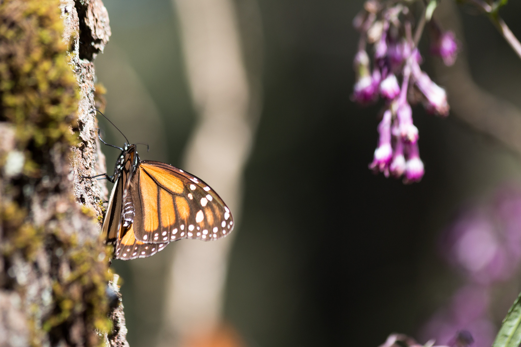 Canon EF 70-300mm F4-5.6 IS USM sample photo. Img photography