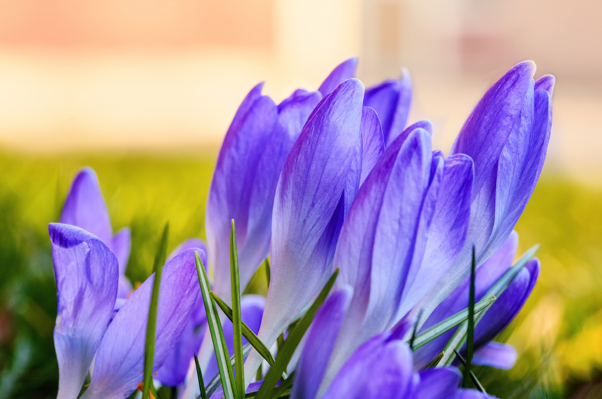 Tokina AT-X Pro 100mm F2.8 Macro sample photo. Awakened from deep slumber photography