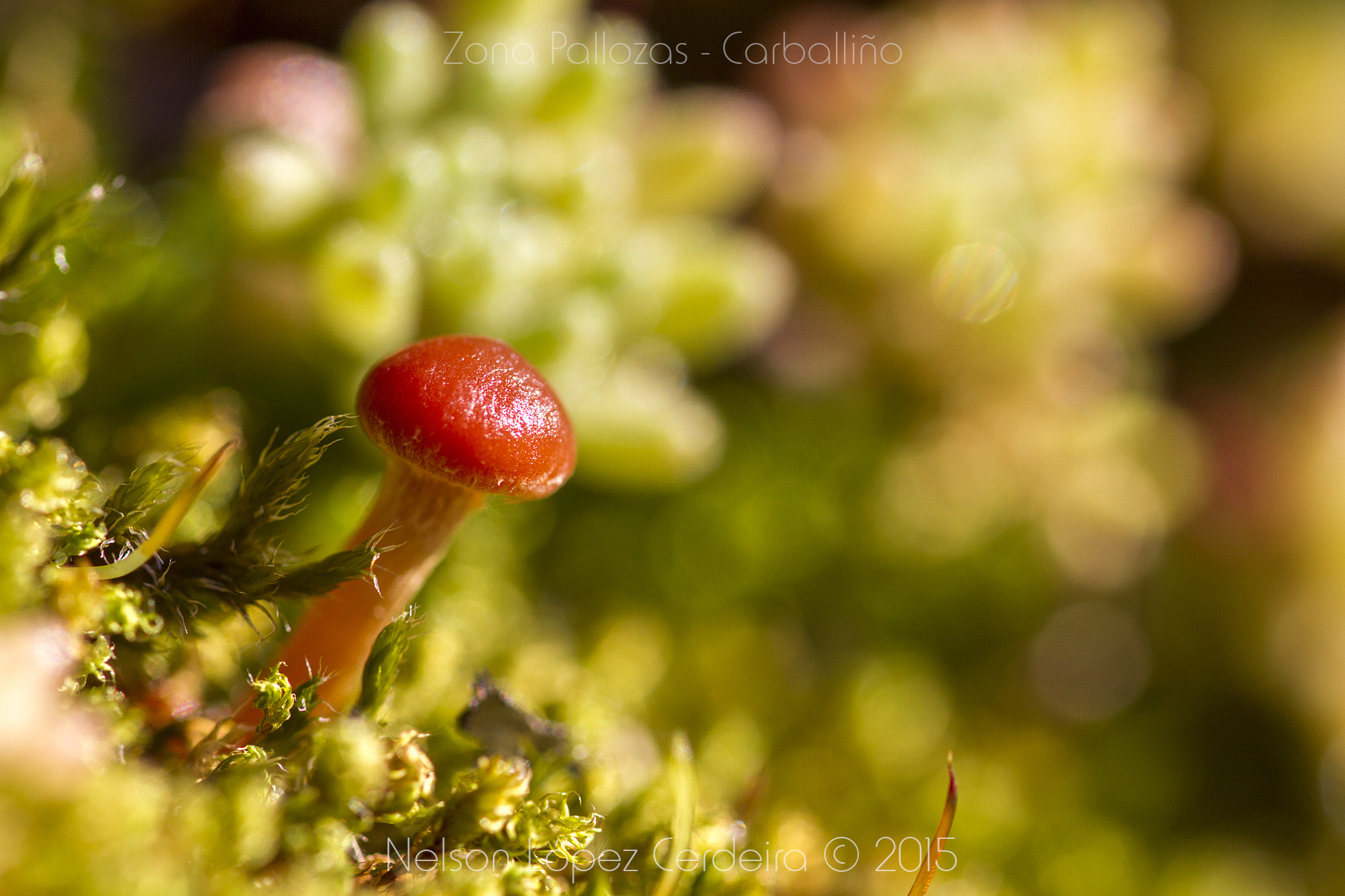 Sigma 105mm F2.8 EX DG OS HSM sample photo. Zona_pallozas_02 photography