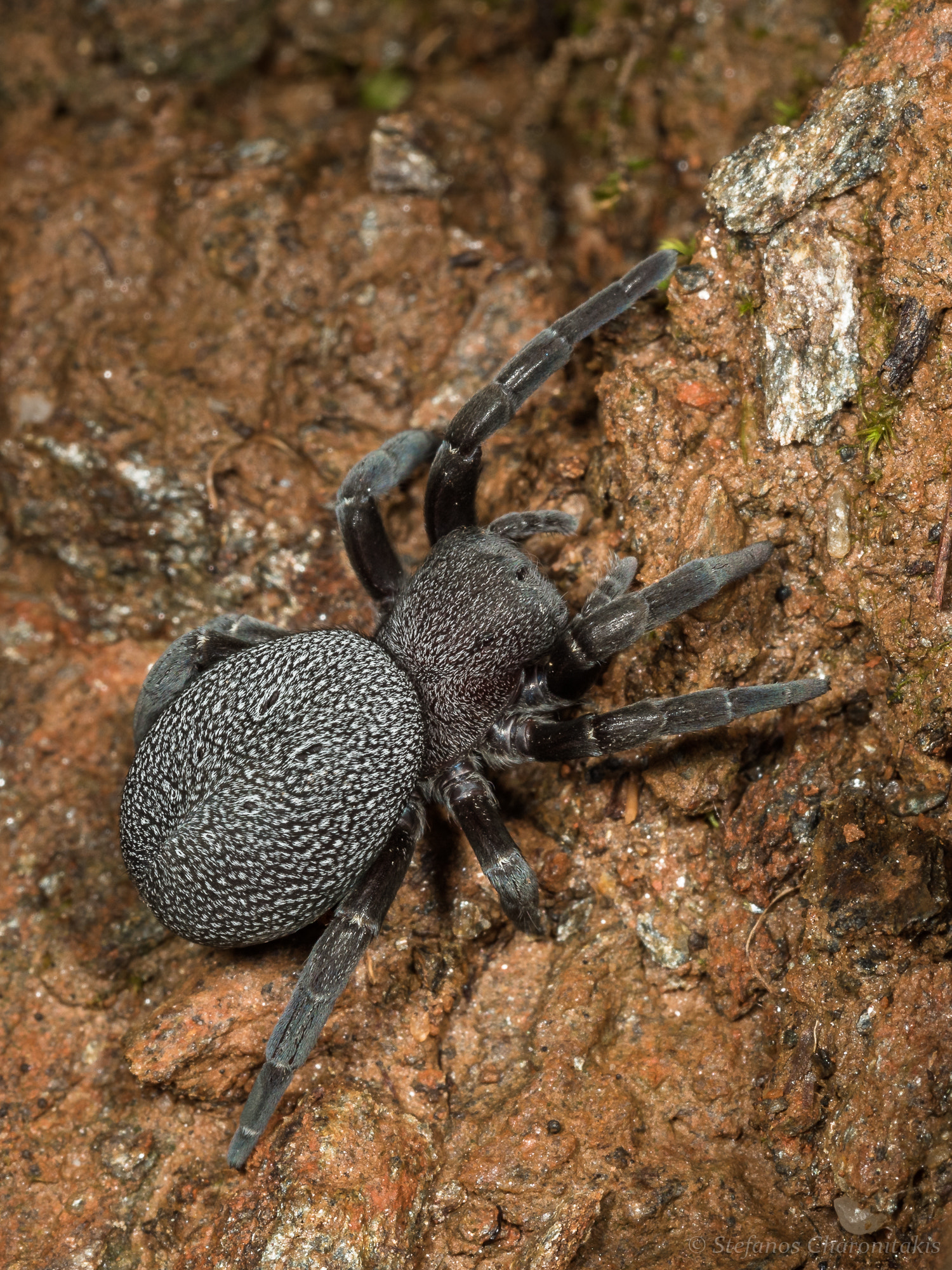 Olympus M.Zuiko Digital ED 60mm F2.8 Macro sample photo. Black & white spider ... photography