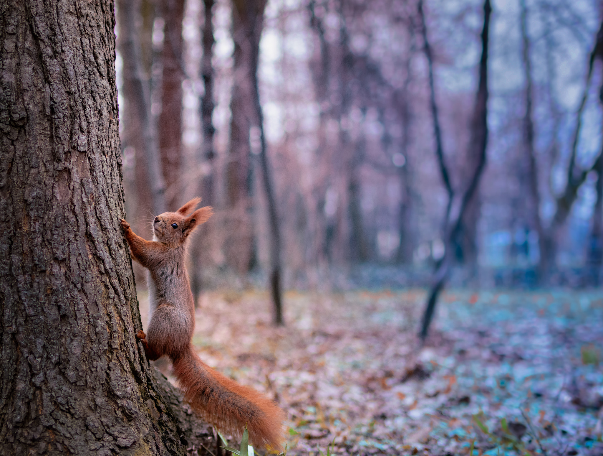 Nikon D7200 + Tamron SP 35mm F1.8 Di VC USD sample photo. Afraid of bokeh photography