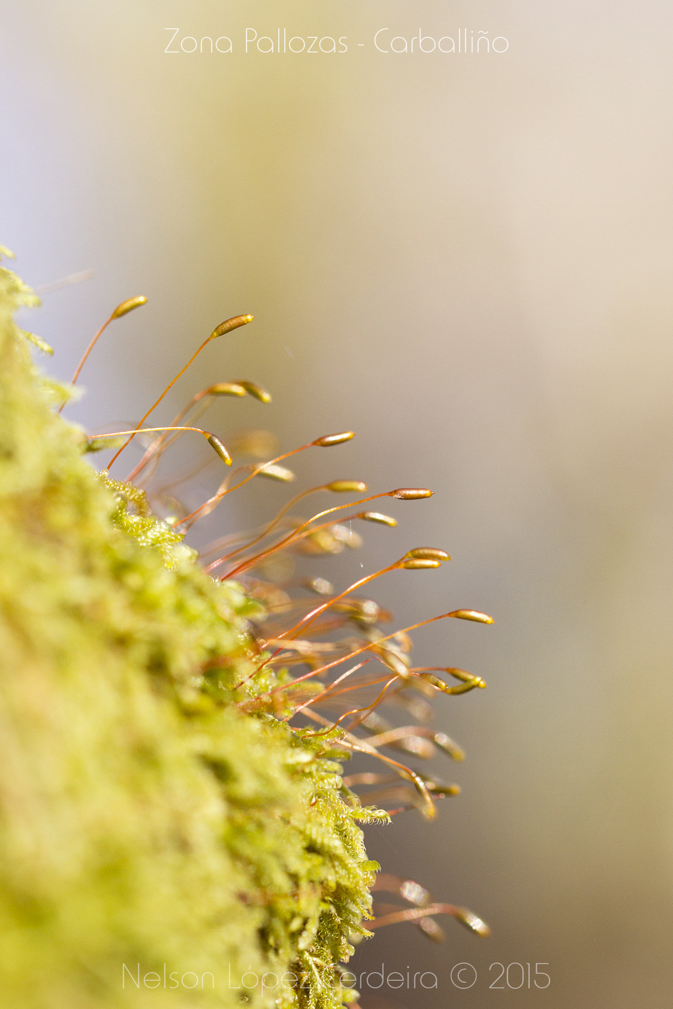 Sigma 105mm F2.8 EX DG OS HSM sample photo. Zona_pallozas_06 photography