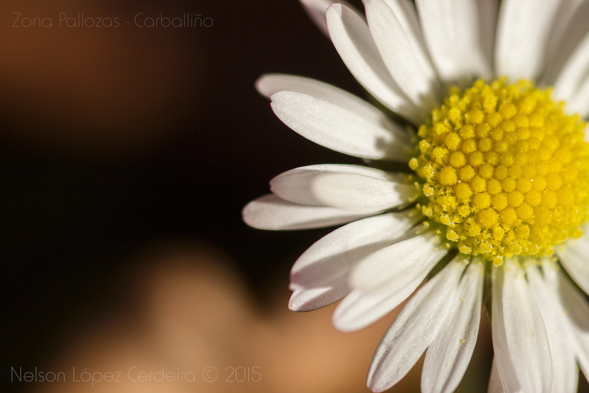 Sigma 105mm F2.8 EX DG OS HSM sample photo. Zona_pallozas_07 photography