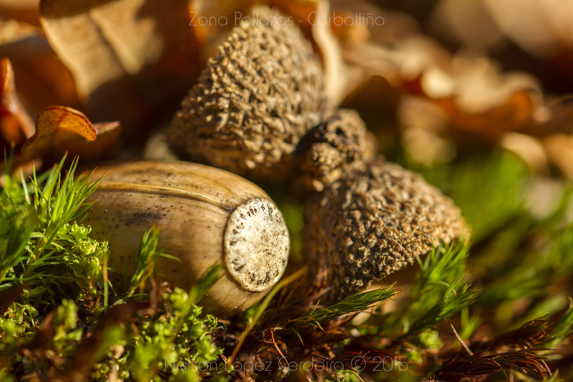 Canon EOS 7D + Sigma 105mm F2.8 EX DG OS HSM sample photo. Zona_pallozas_08 photography