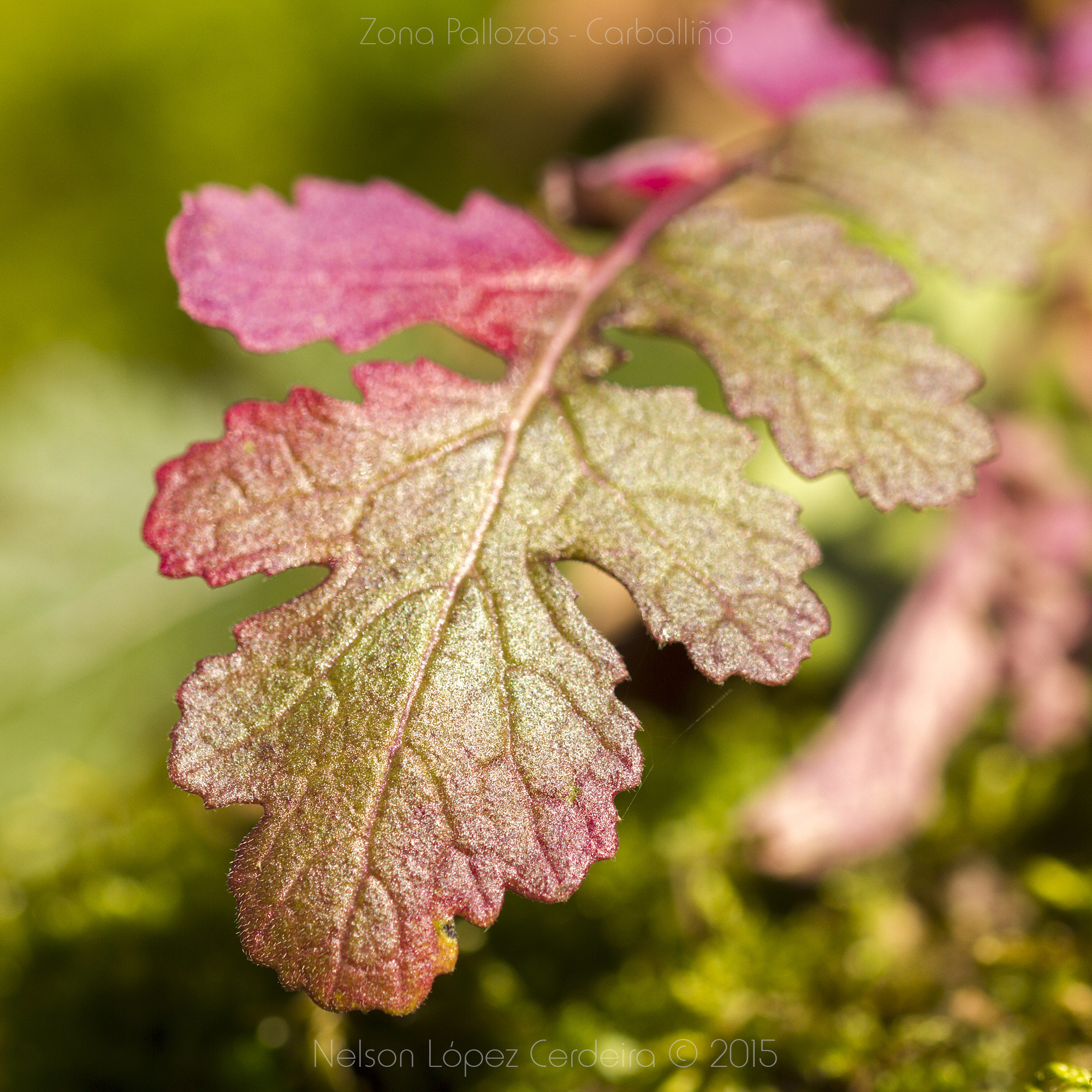 Canon EOS 7D + Sigma 105mm F2.8 EX DG OS HSM sample photo. Zona_pallozas_09 photography