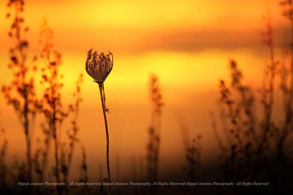 Canon EOS 7D + Canon EF 70-200mm F4L IS USM sample photo. Life photography