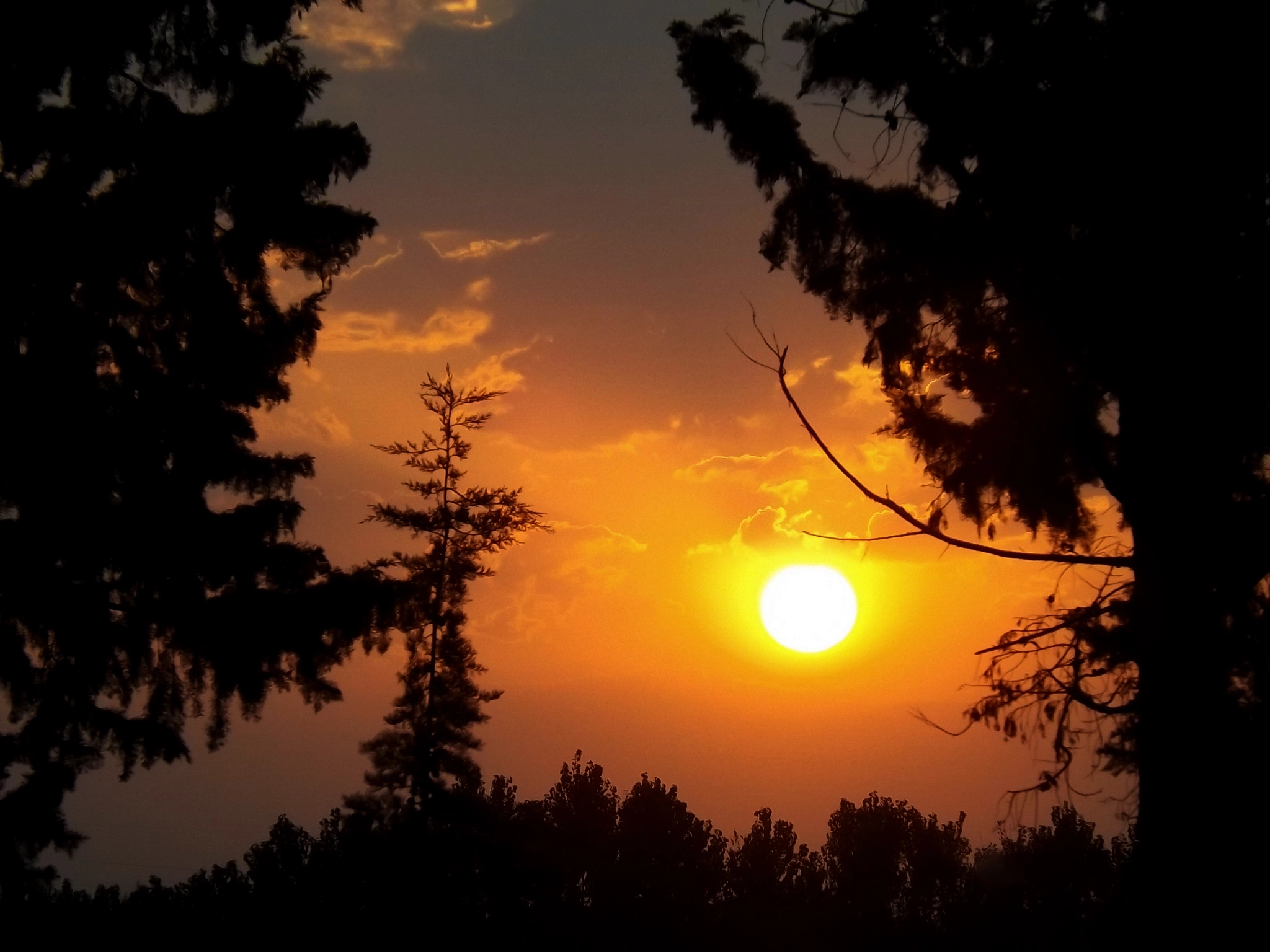 Fujifilm FinePix SL300 sample photo. Sunset and trees photography