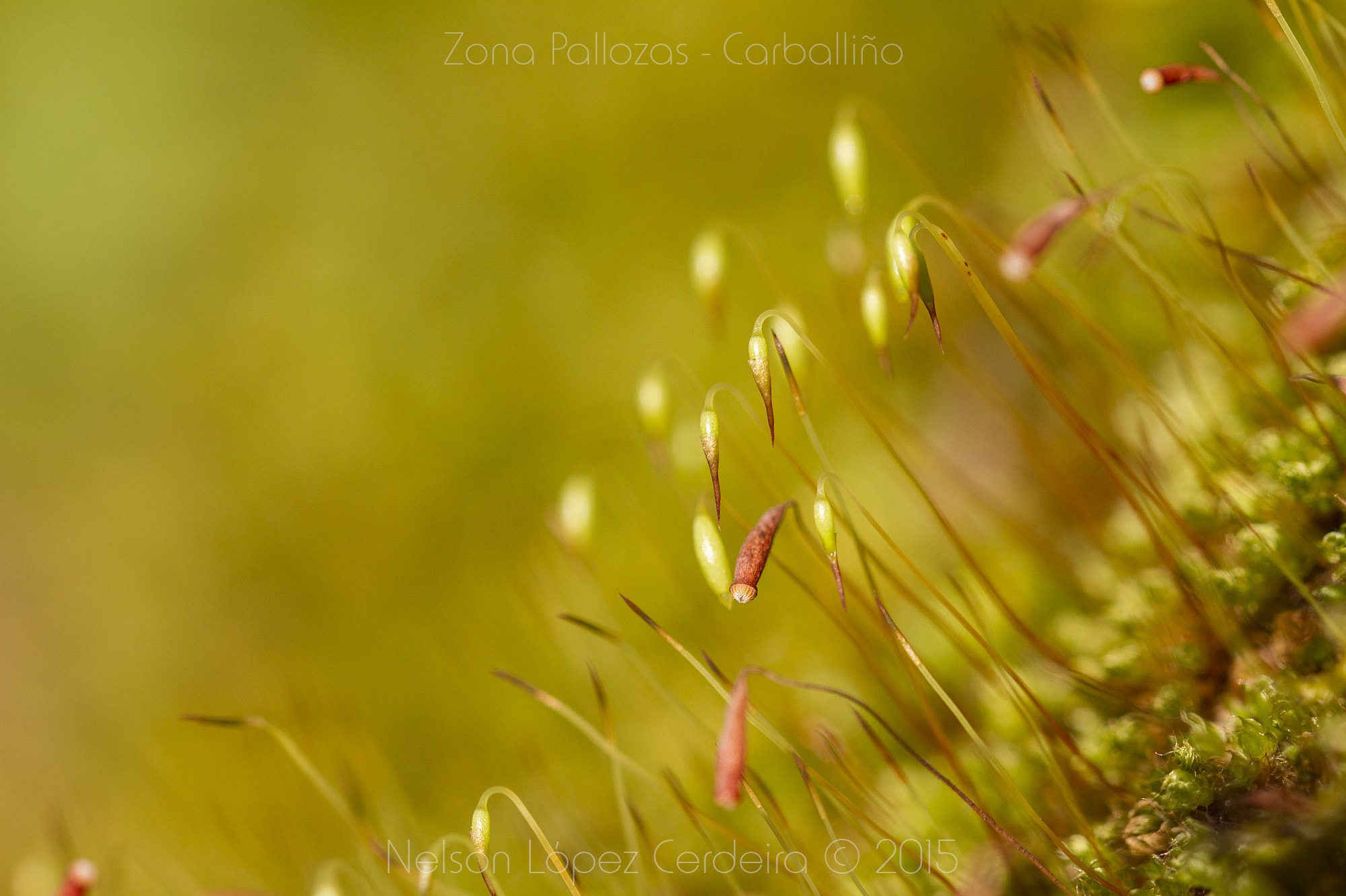 Canon EOS 7D sample photo. Zona_pallozas_11 photography