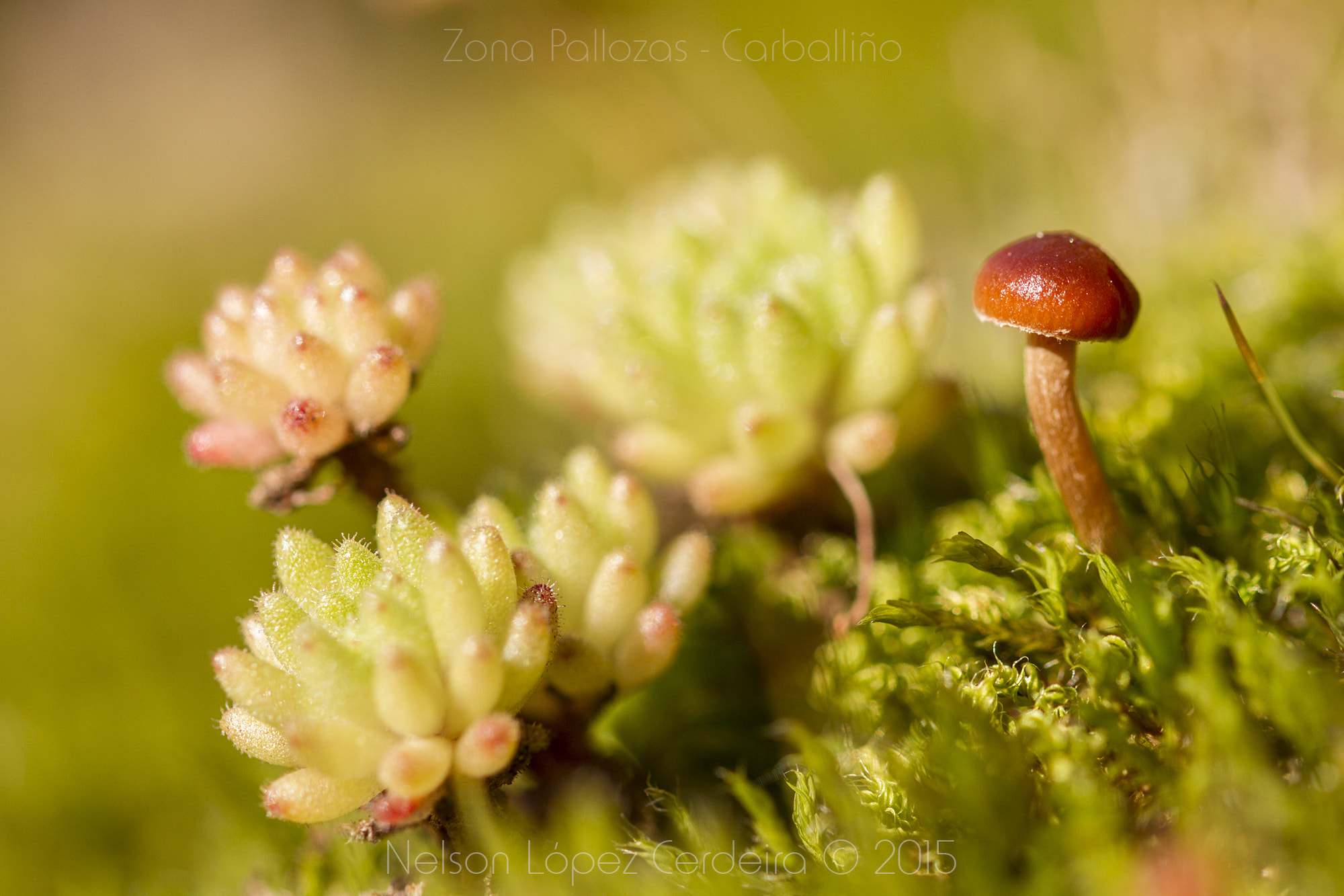 Sigma 105mm F2.8 EX DG OS HSM sample photo. Zona_pallozas_14 photography