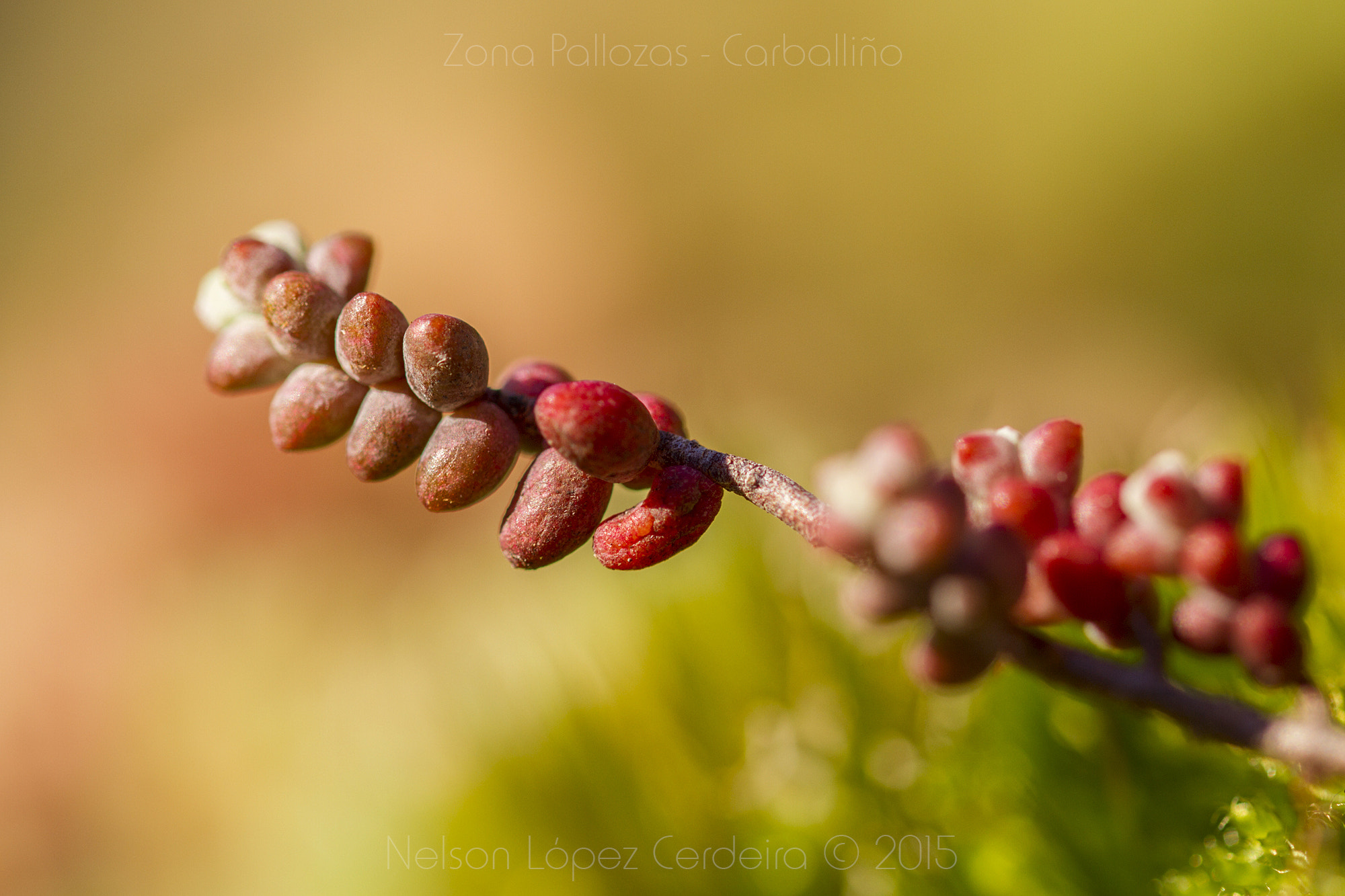 Sigma 105mm F2.8 EX DG OS HSM sample photo. Zona_pallozas_15 photography
