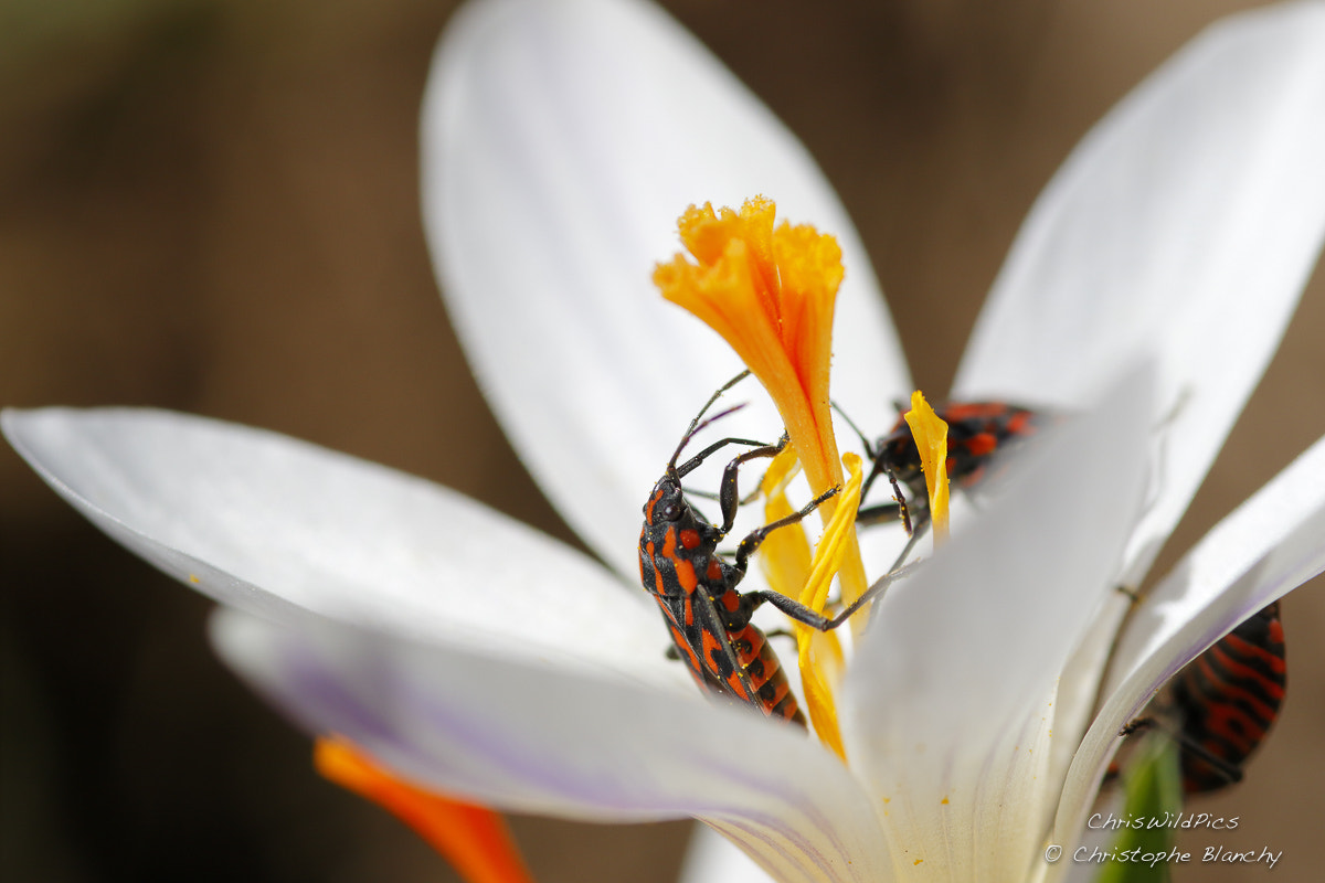 Sigma 105mm F2.8 EX DG Macro sample photo. Spring :-) photography