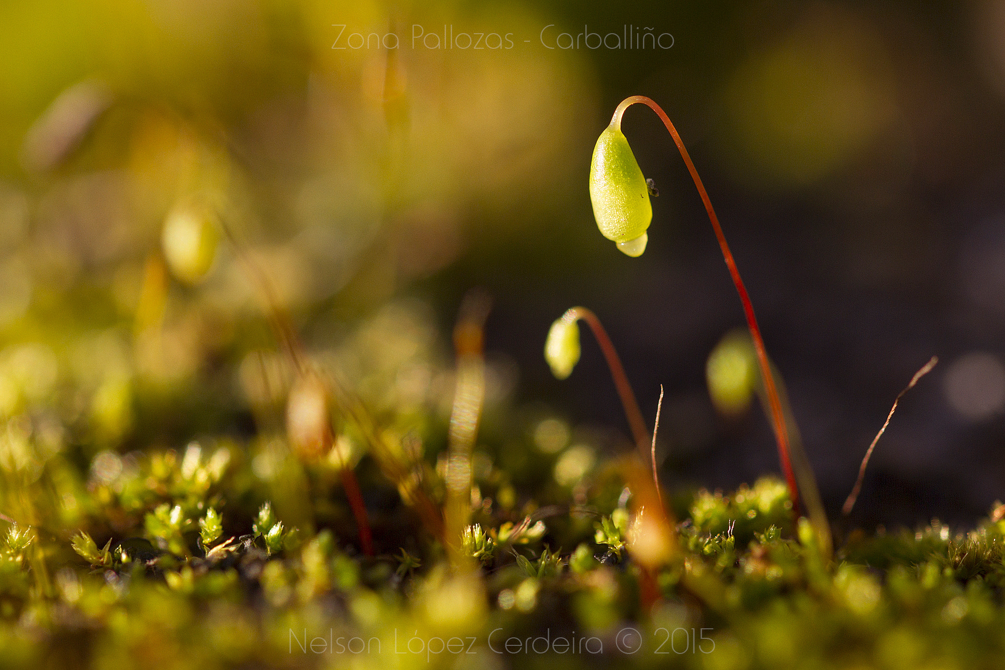 Sigma 105mm F2.8 EX DG OS HSM sample photo. Zona_pallozas_17 photography