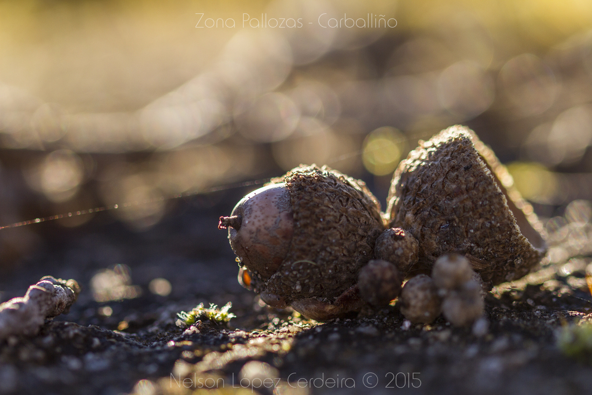 Sigma 105mm F2.8 EX DG OS HSM sample photo. Zona_pallozas_19 photography