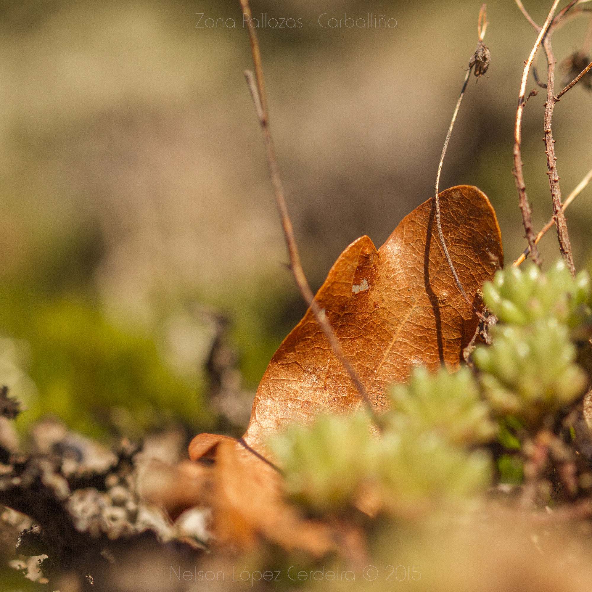 Sigma 105mm F2.8 EX DG OS HSM sample photo. Zona_pallozas_21 photography