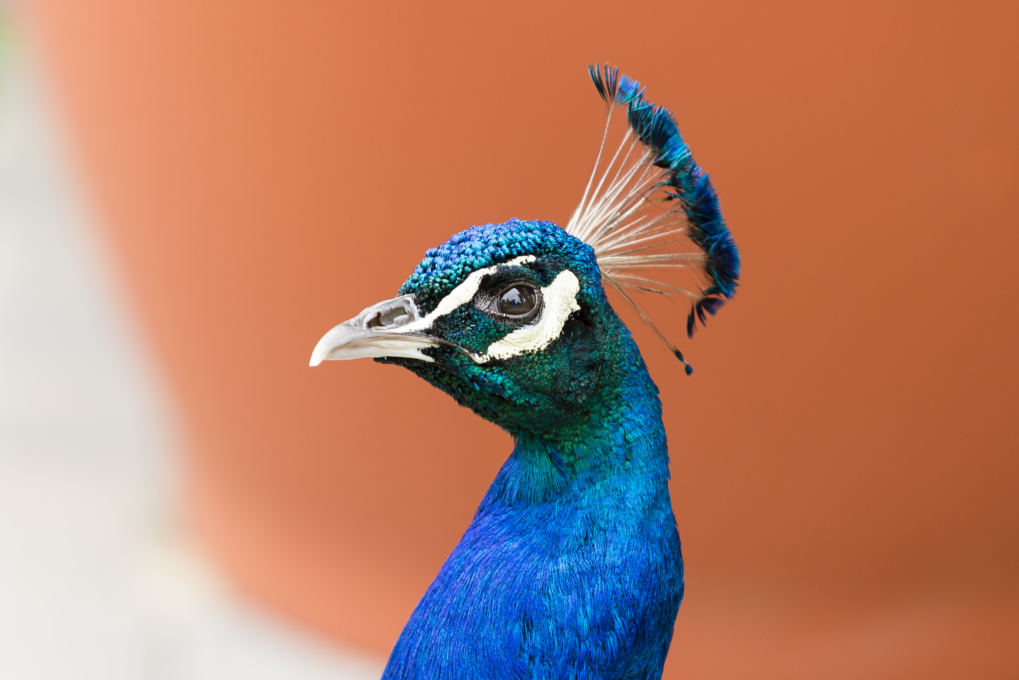 Nikon D610 sample photo. Headshot - peacock photography