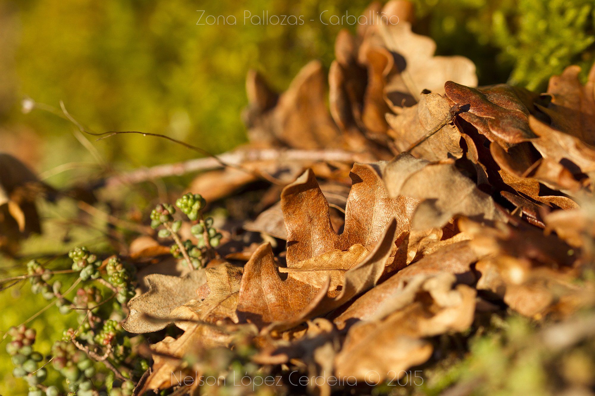 Sigma 105mm F2.8 EX DG OS HSM sample photo. Zona_pallozas_22 photography