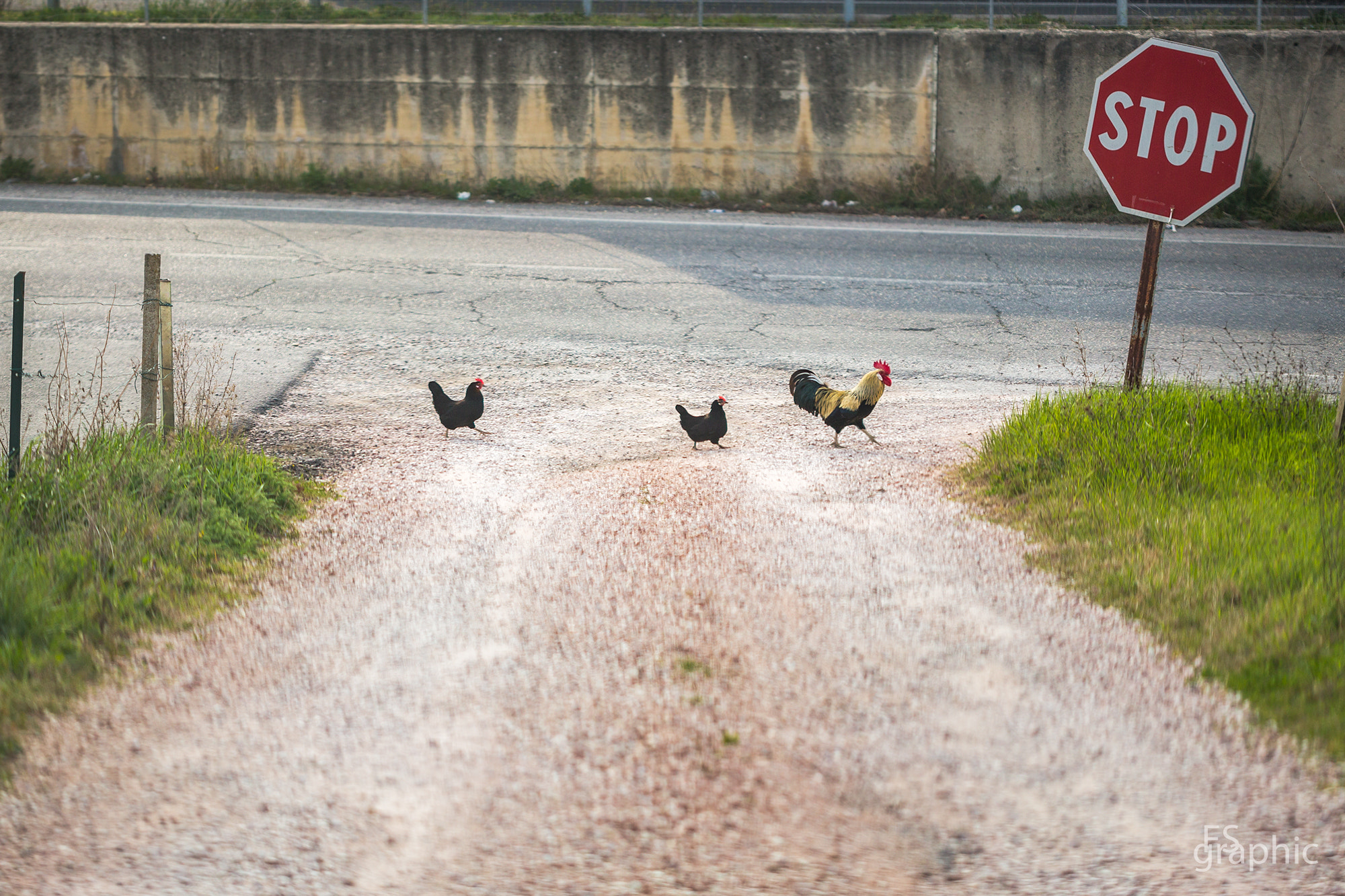 chickenroad