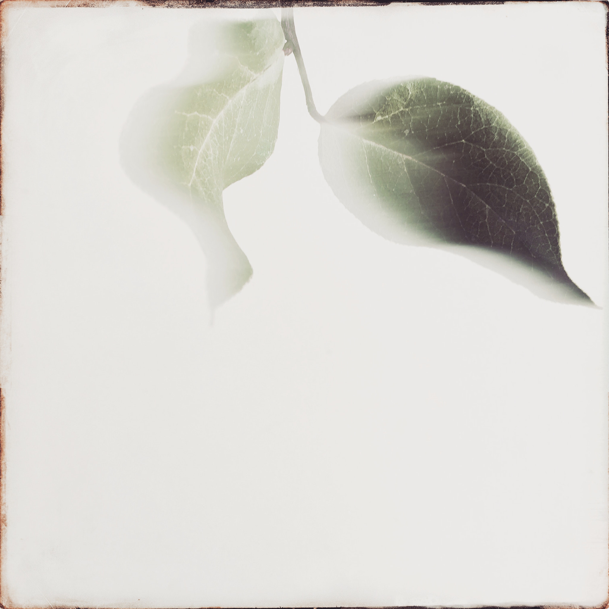 Hipstamatic 331 sample photo. Leaves photography