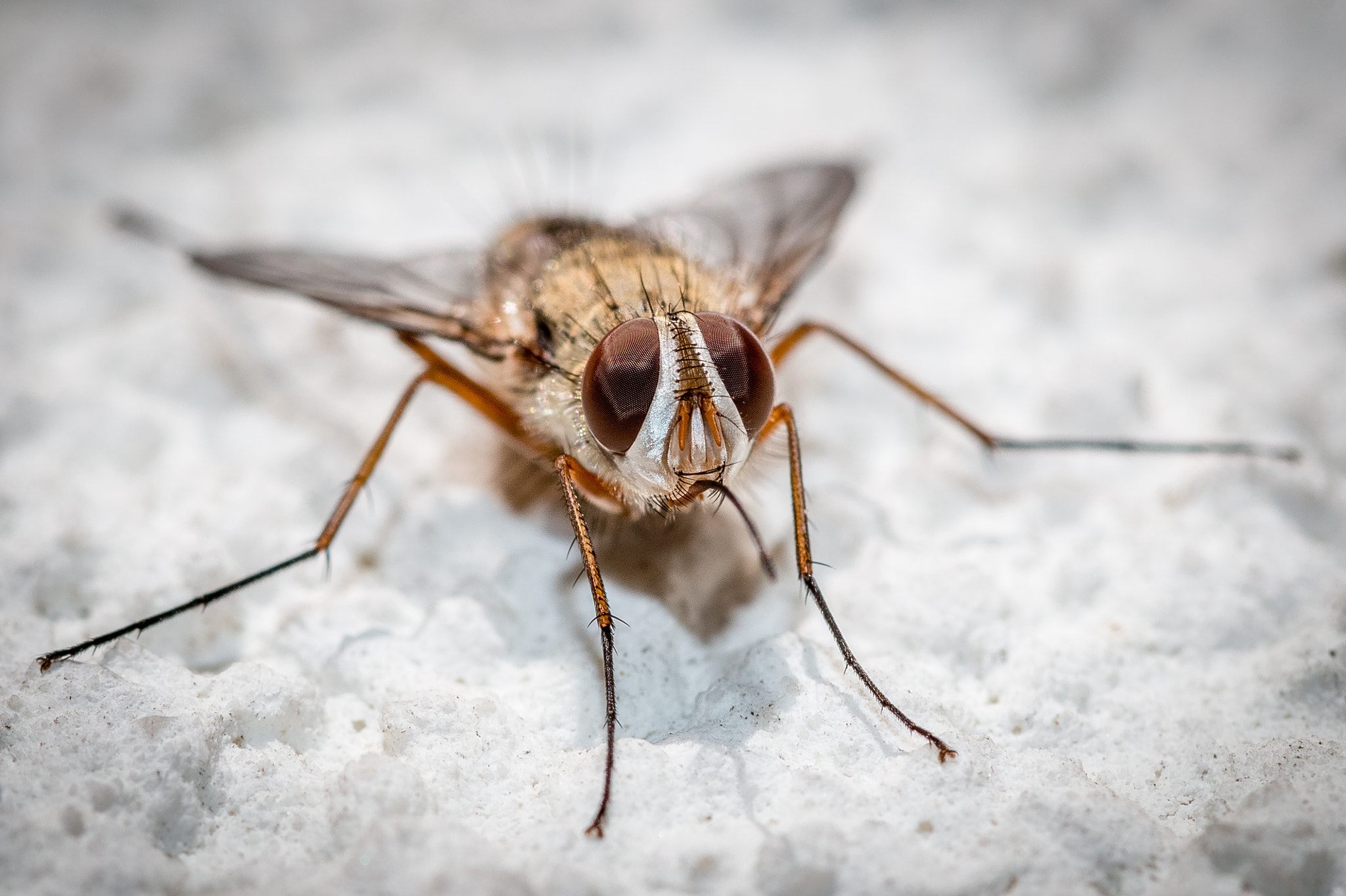 Canon EF 100mm F2.8 Macro USM sample photo. Hi photography