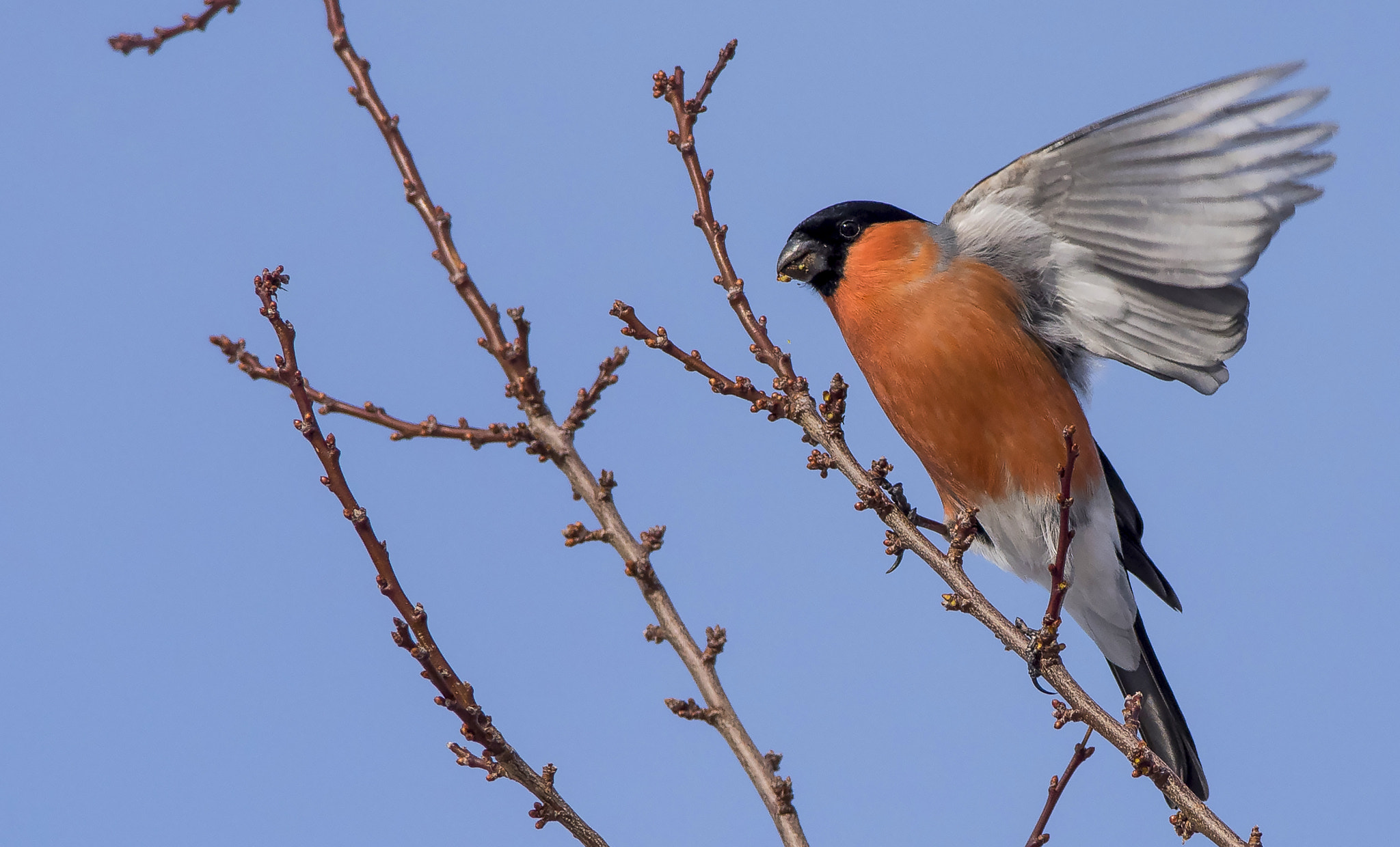 Nikon D810 sample photo. Eurasian bullfinch / pyrrhula pyrrhula photography