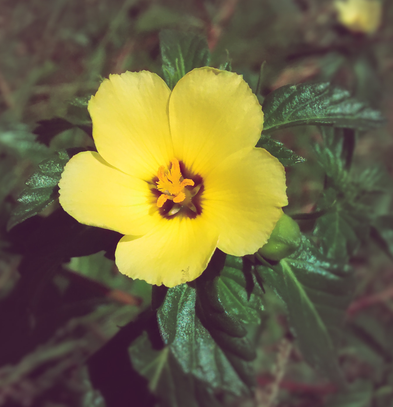 Motorola Moto G (1st Gen) sample photo. Flower yelow photography