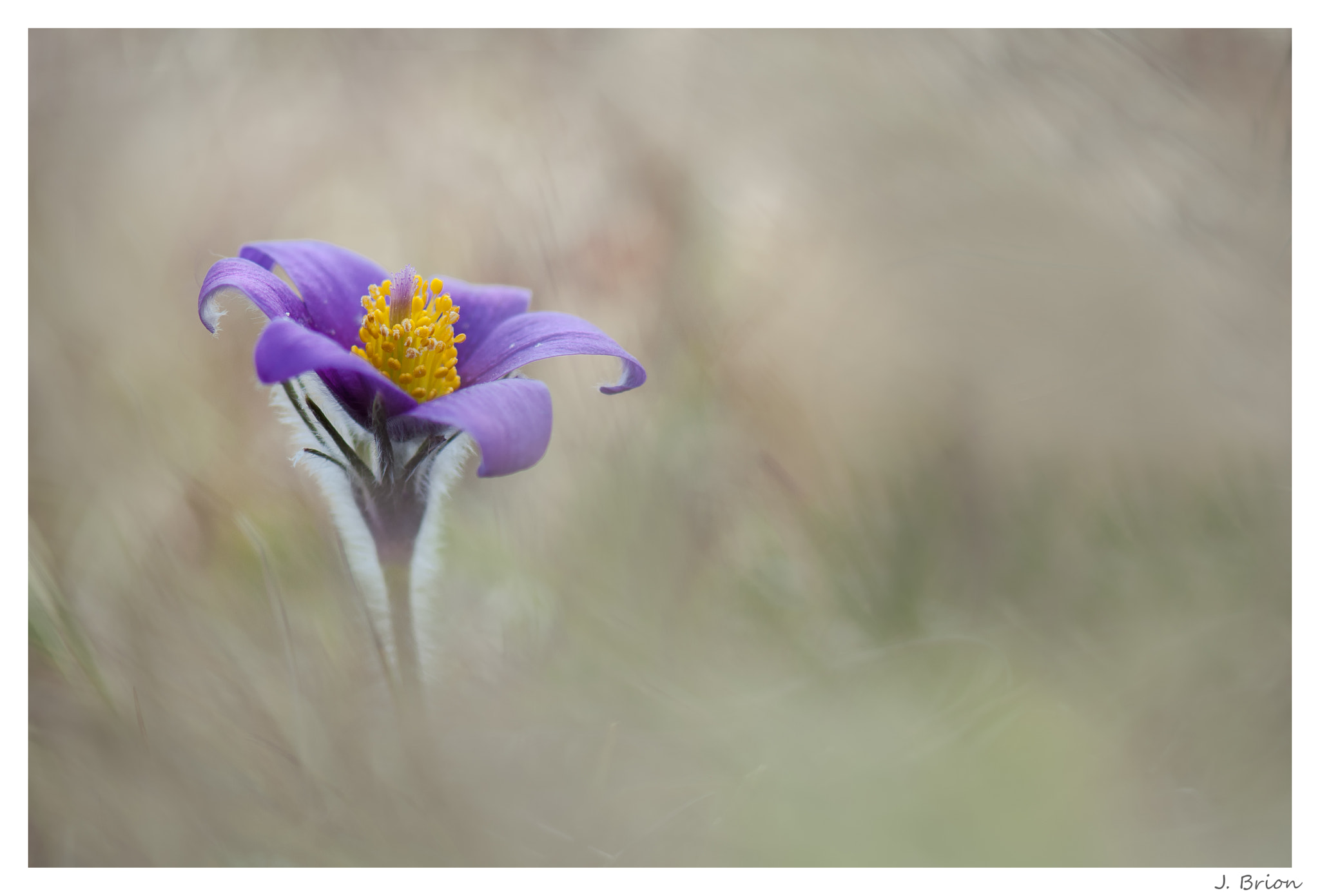 Nikon AF-S Micro-Nikkor 105mm F2.8G IF-ED VR sample photo. Émergence ... photography