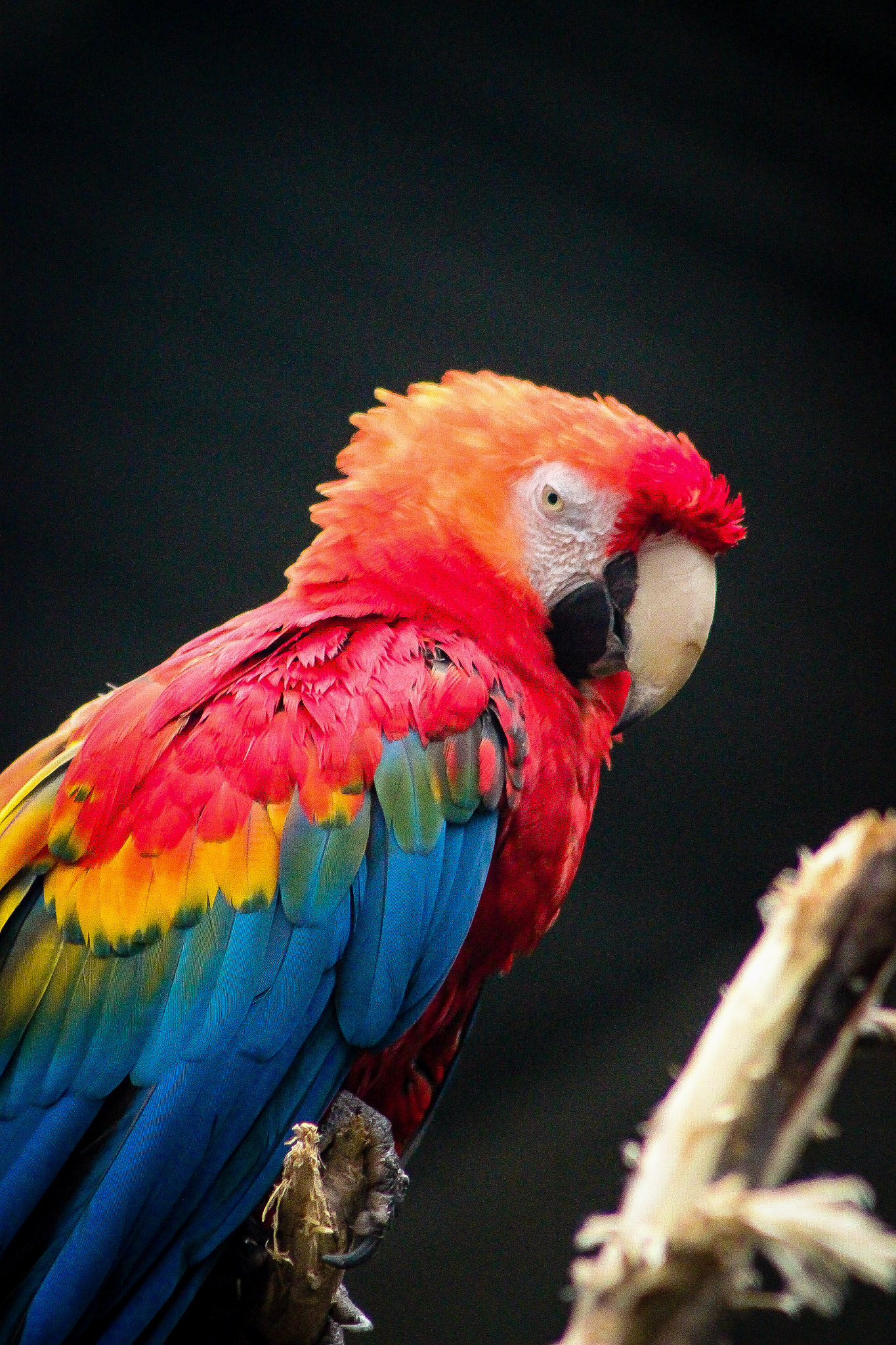 EF75-300mm f/4-5.6 sample photo. Macaw photography