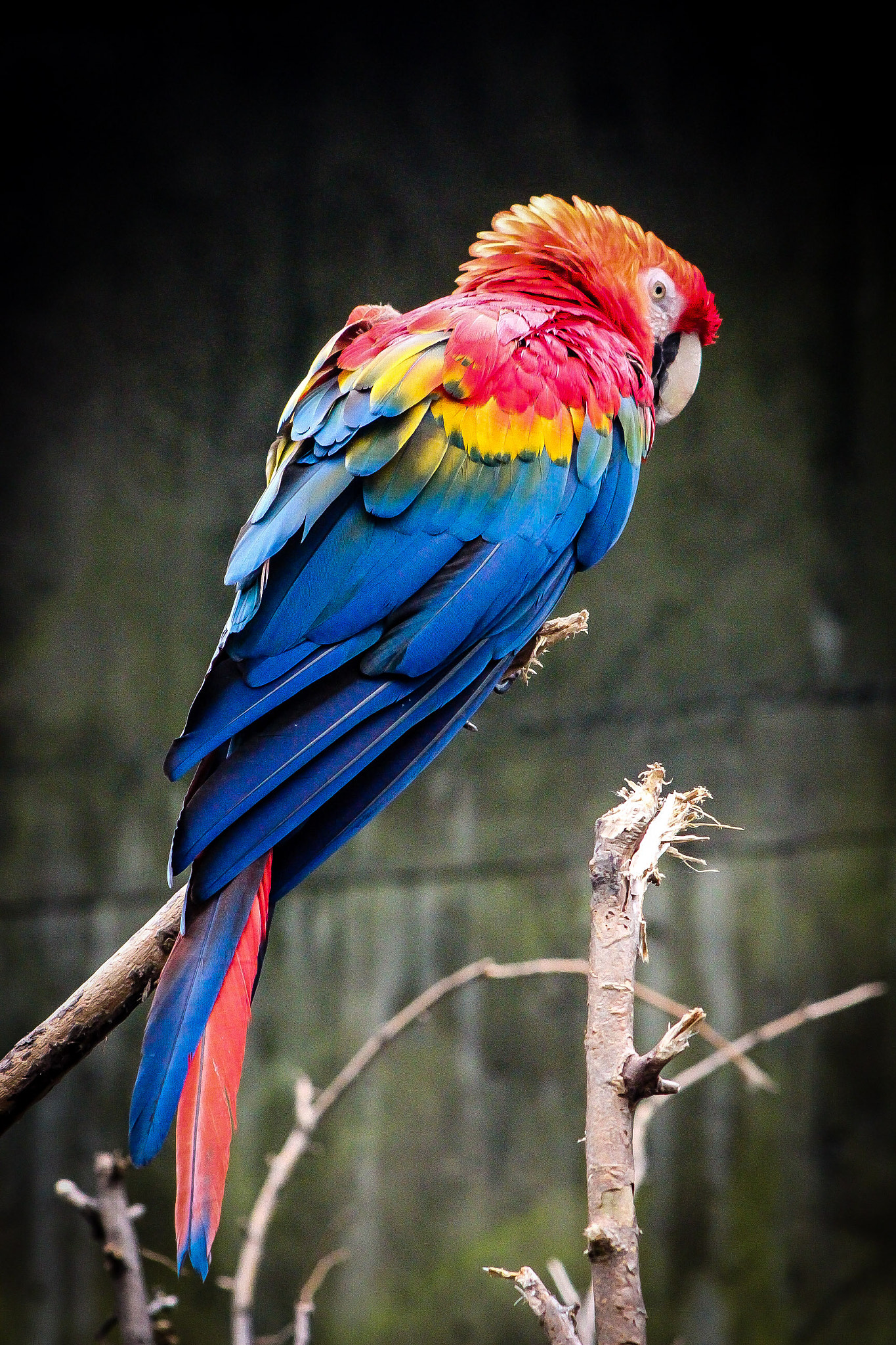 Canon EOS 600D (Rebel EOS T3i / EOS Kiss X5) + EF75-300mm f/4-5.6 sample photo. Macaw 2 photography