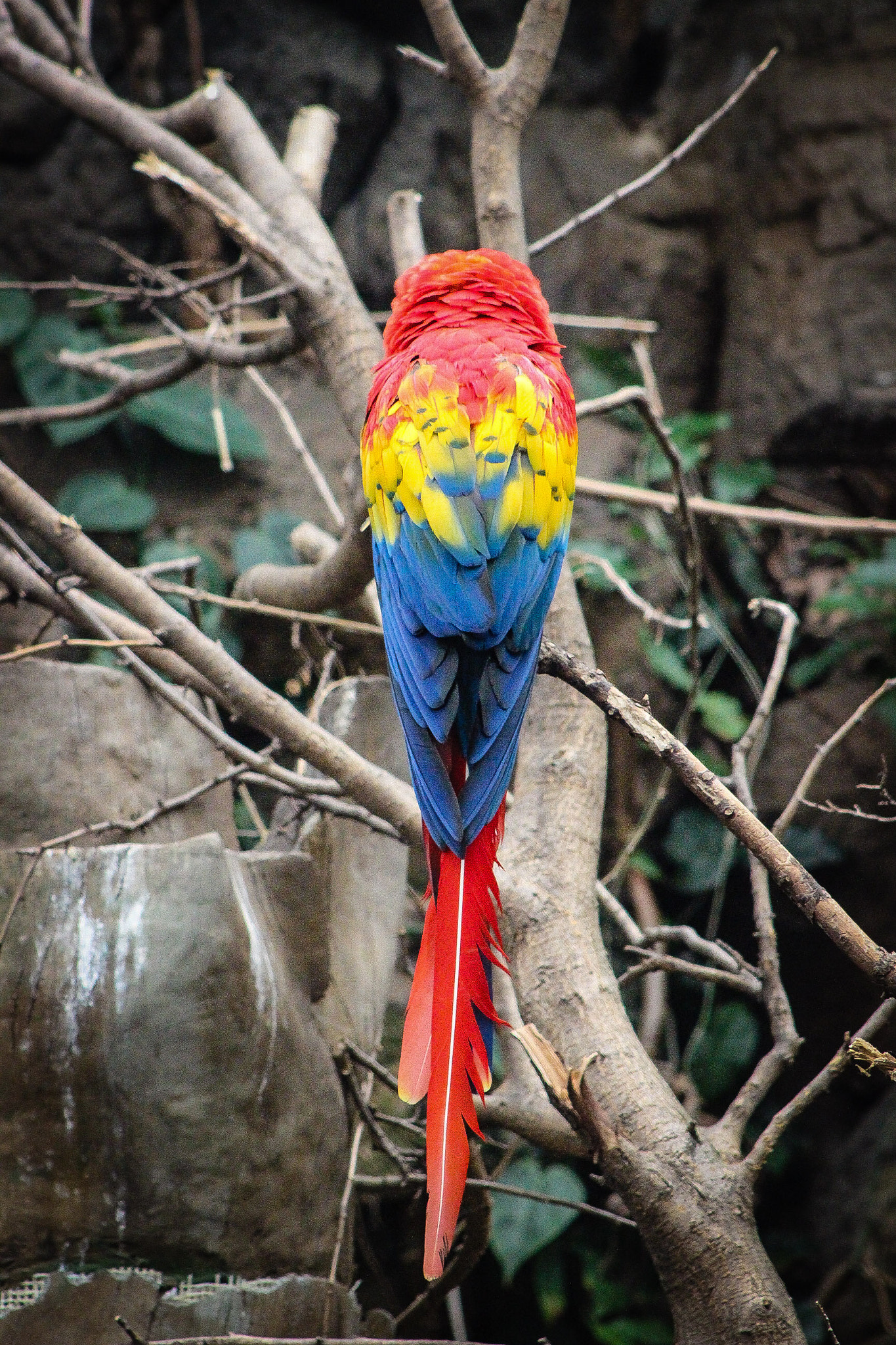 Canon EOS 600D (Rebel EOS T3i / EOS Kiss X5) + EF75-300mm f/4-5.6 sample photo. Macaw 3 photography